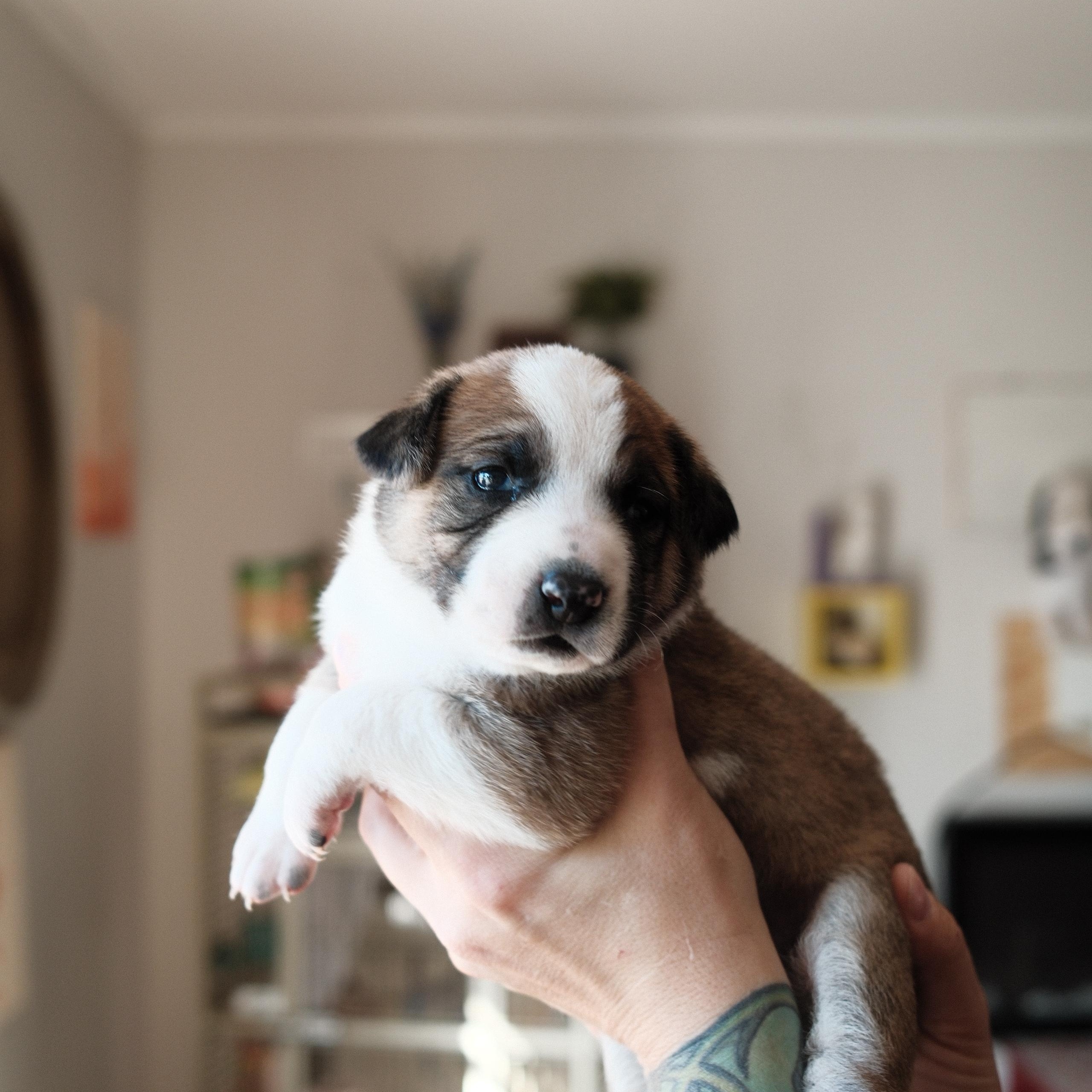 Enlarge Dylan, a Adoptable mixed breed in Franklin, TN image 5/5