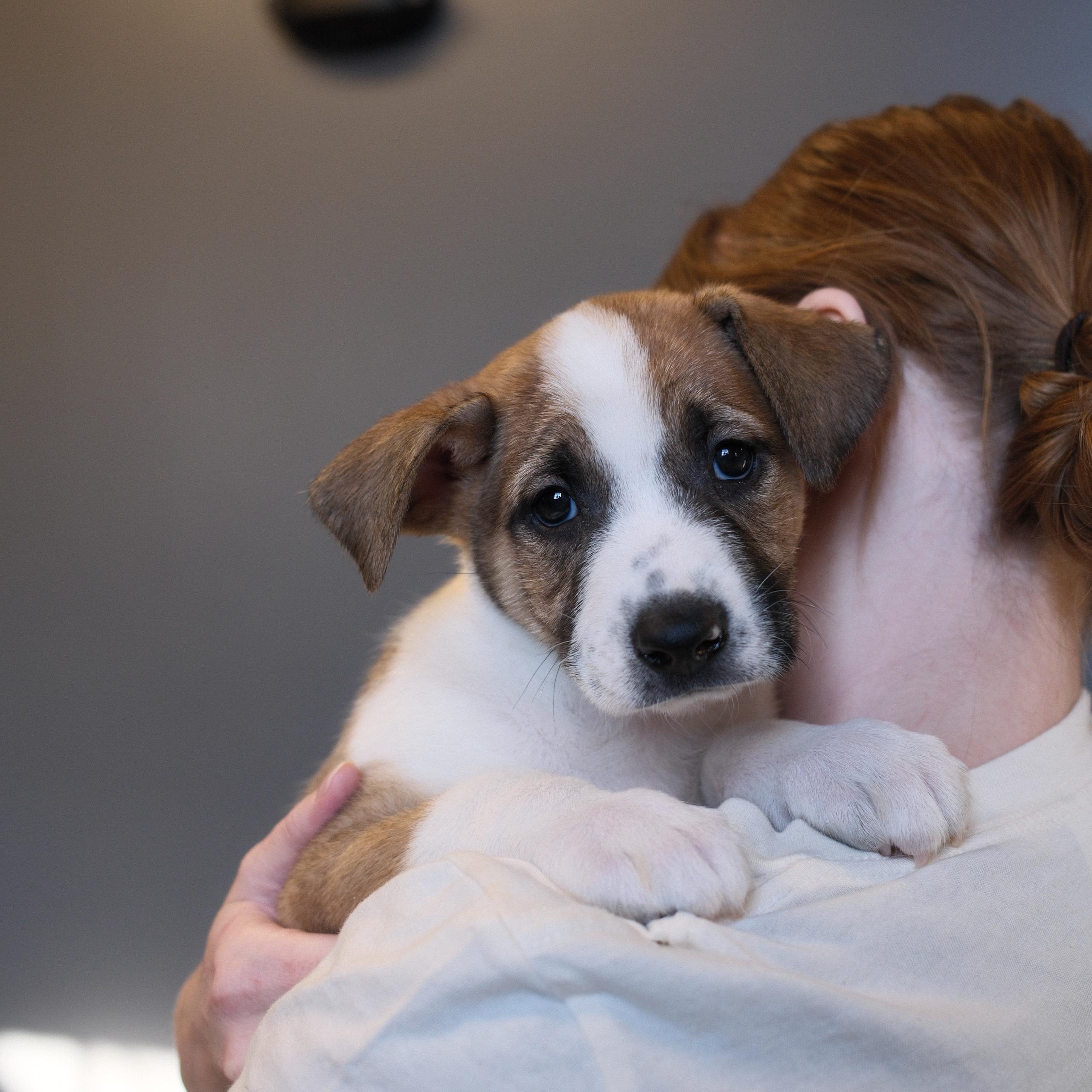 Dylan, Adoptable, Puppy Male Shepherd.