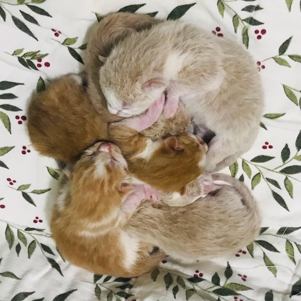 Orion, Adoptable, Kitten Male Domestic Short Hair.