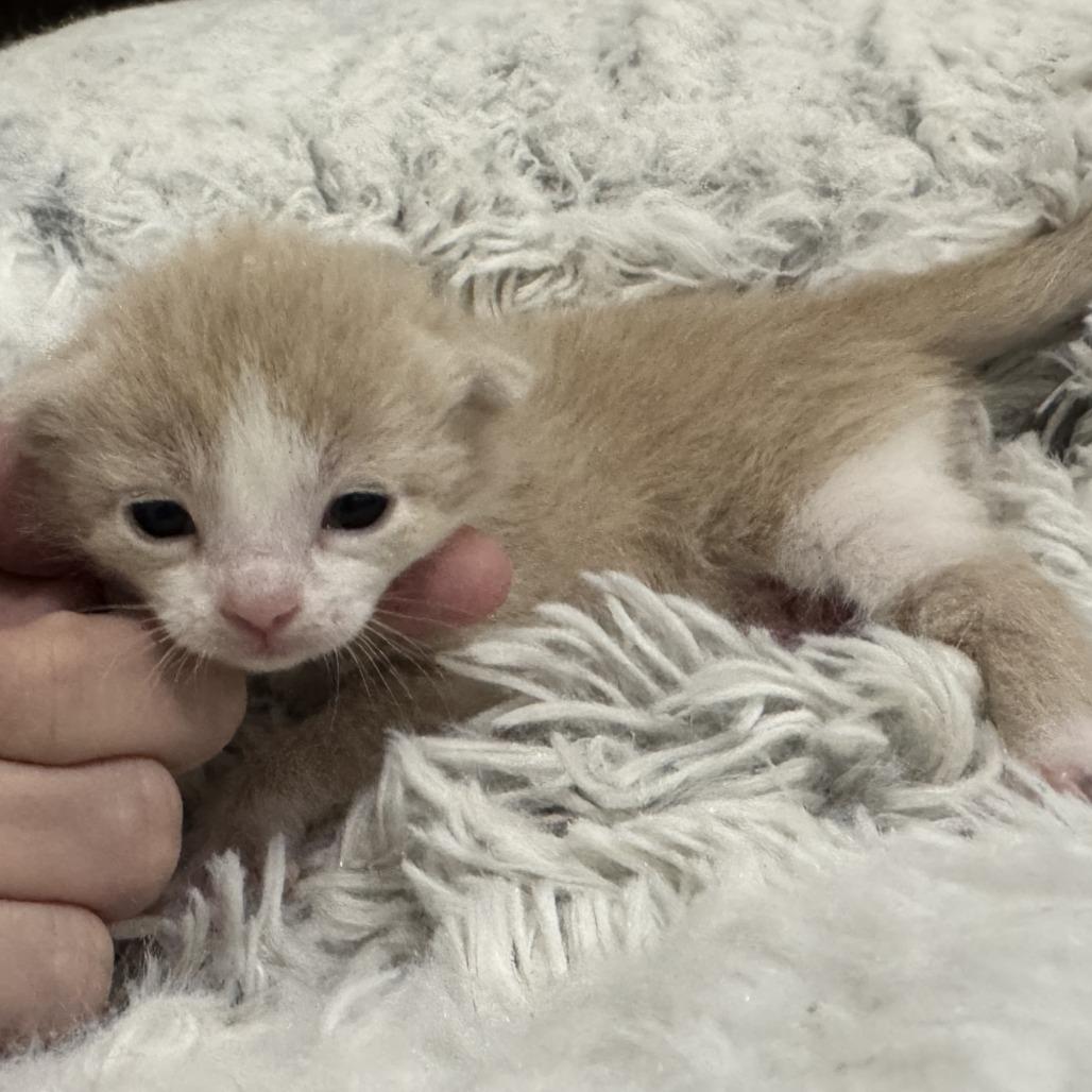 Enlarge Orion, a Adoptable Domestic Short Hair in Redwood Falls, MN image 2/3
