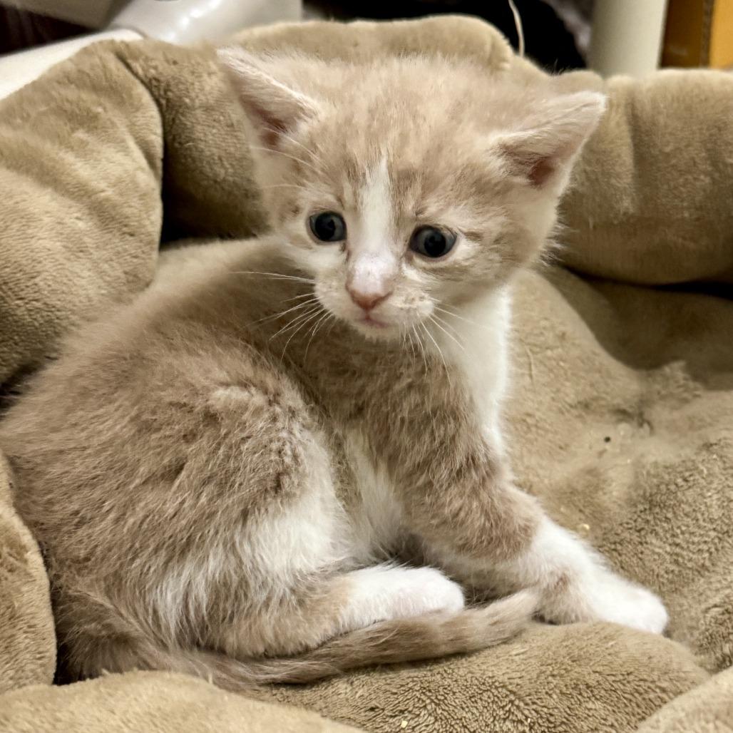 Enlarge Orion, a Adoptable Domestic Short Hair in Redwood Falls, MN image 3/3