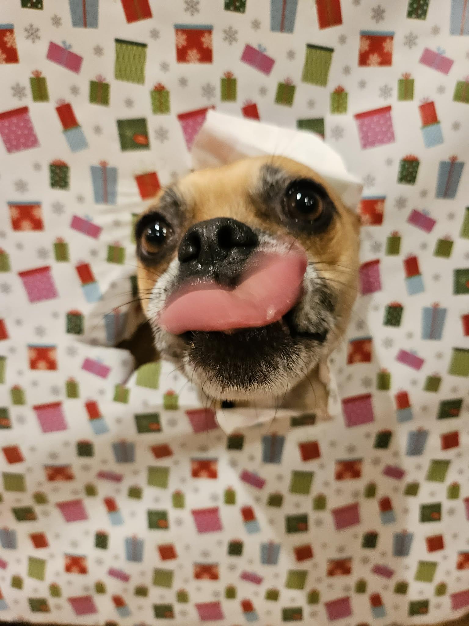 Enlarge Monday, an adoptable mixed breed in yamhill, OR image 5/6