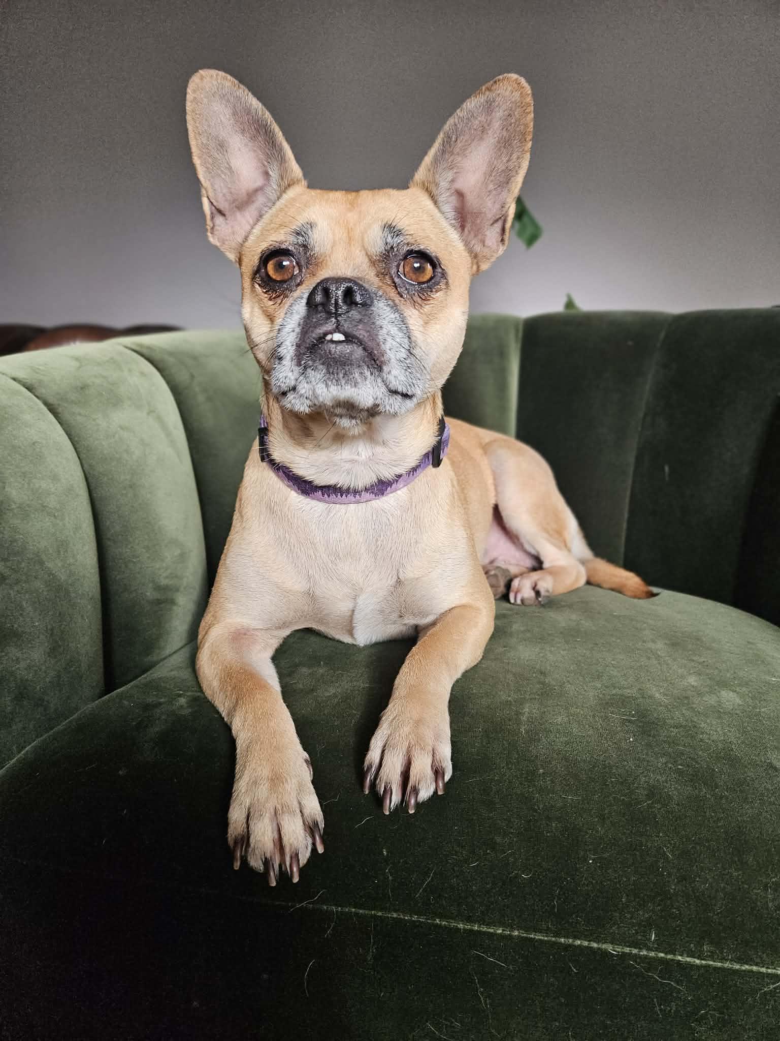 Enlarge Monday, an adoptable mixed breed in yamhill, OR image 6/6