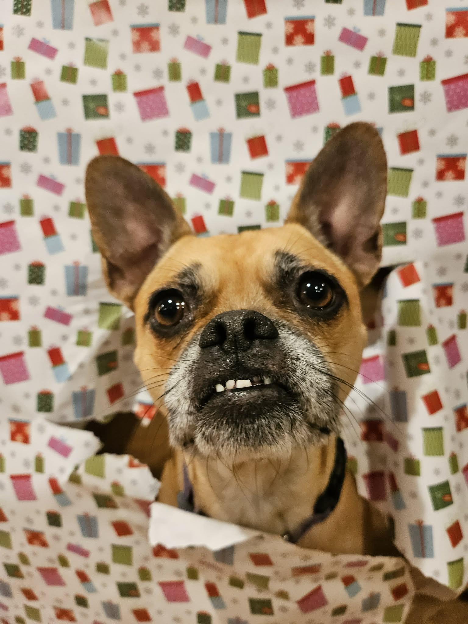 Monday, adoptable, Adult Female French Bulldog.