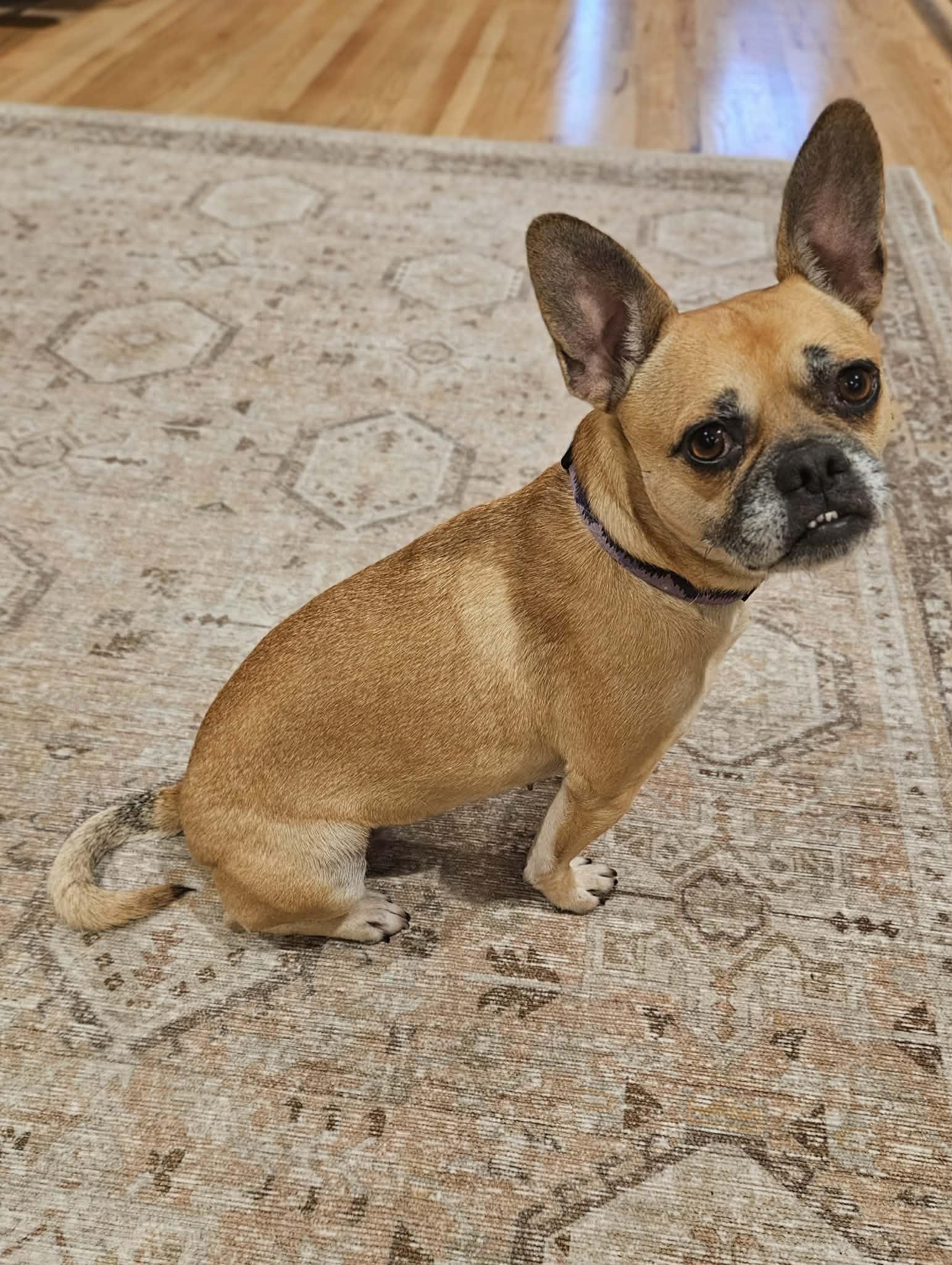 Enlarge Monday, an adoptable mixed breed in yamhill, OR image 3/6