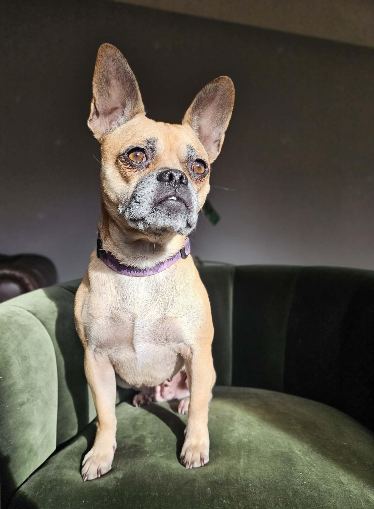 Enlarge Monday, an adoptable mixed breed in yamhill, OR image 4/6