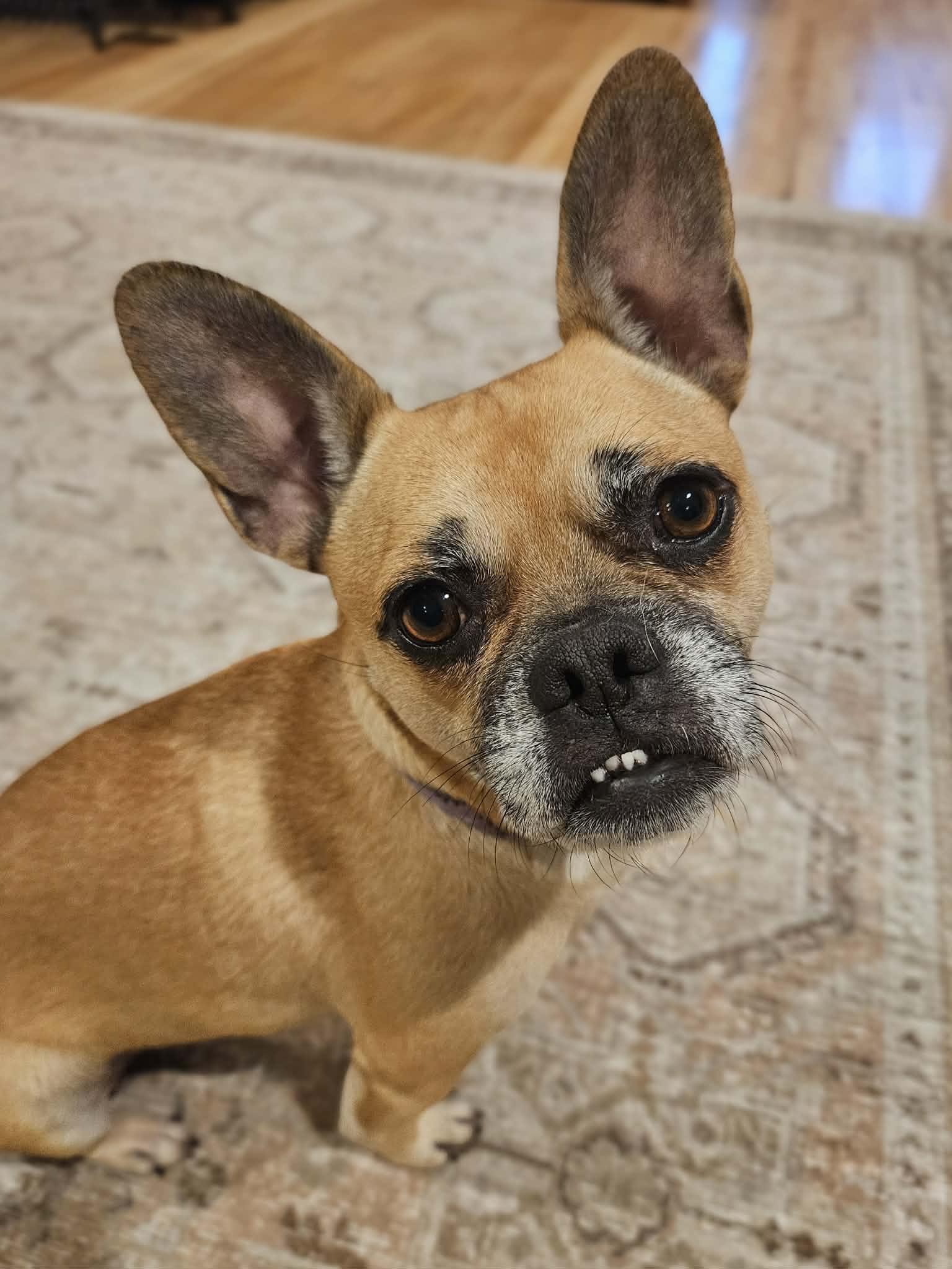 Enlarge Monday, an adoptable mixed breed in yamhill, OR image 2/6