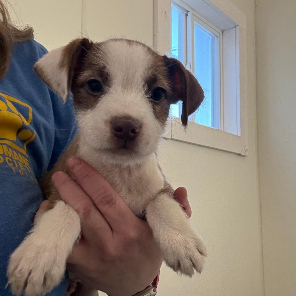 Enlarge Prince, a Adoptable mixed breed in Tulsa, OK image 1/1