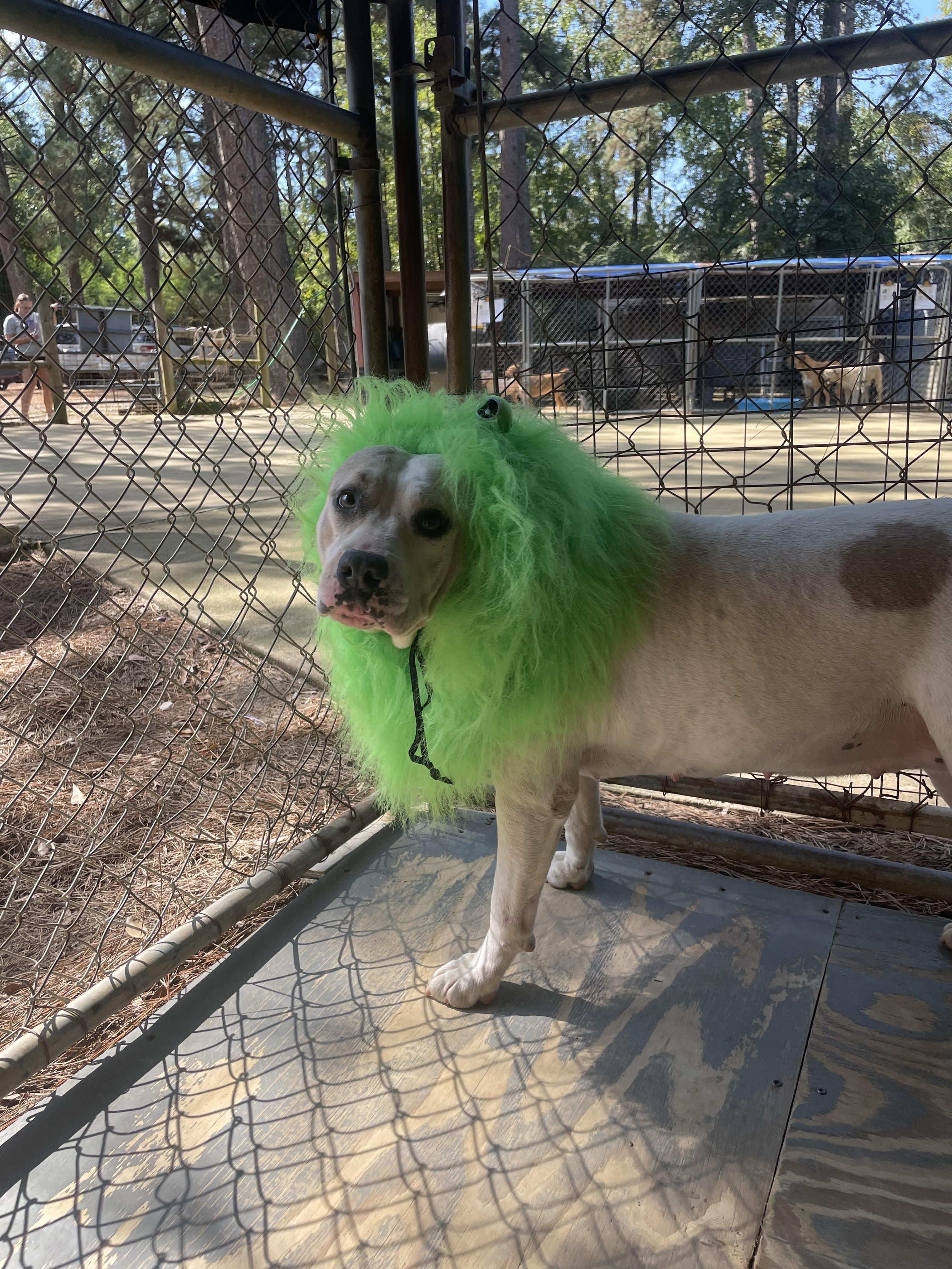Sea Star, an adoptable Terrier in Ruston, LA, 71270 | Photo Image 2