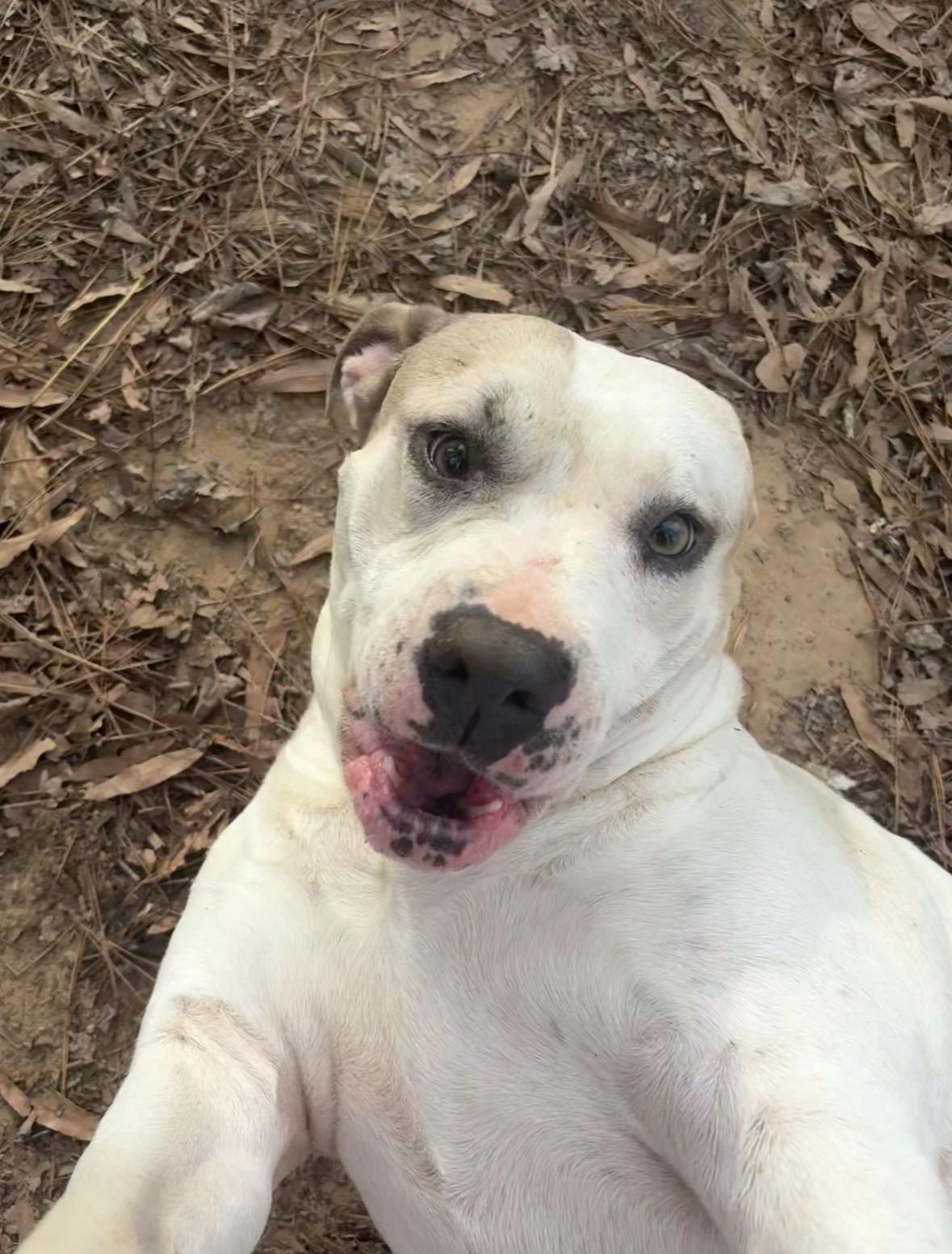 Enlarge Sea Star, a Adoptable mixed breed in Ruston, LA image 2/2