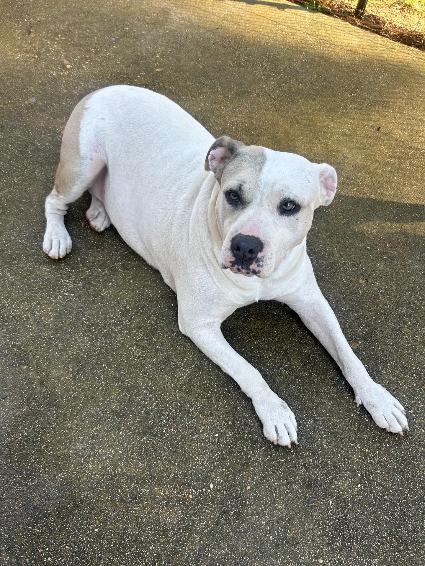 Sea Star, Adoptable, Adult Female Pit Bull Terrier.