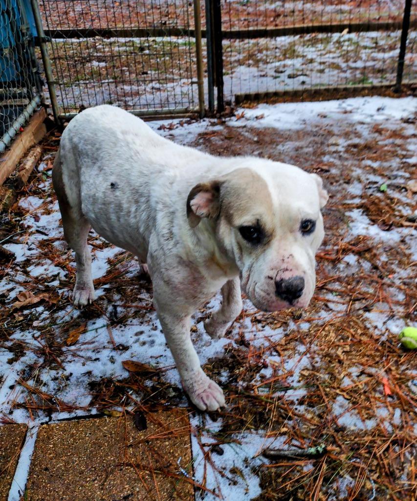 Enlarge Sea Star, a Adoptable Terrier in Ruston, LA image 1/1