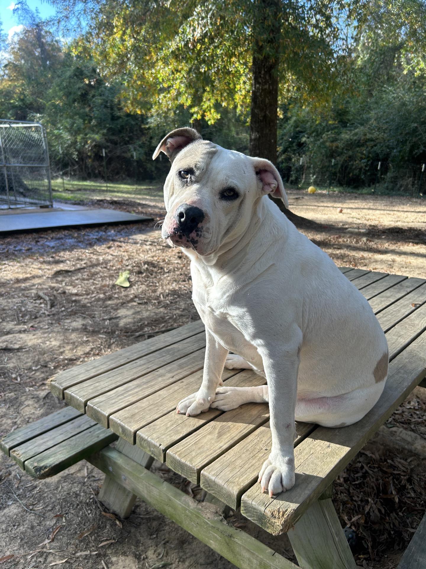 Sea Star, Adoptable, Adult Female Bulldog.