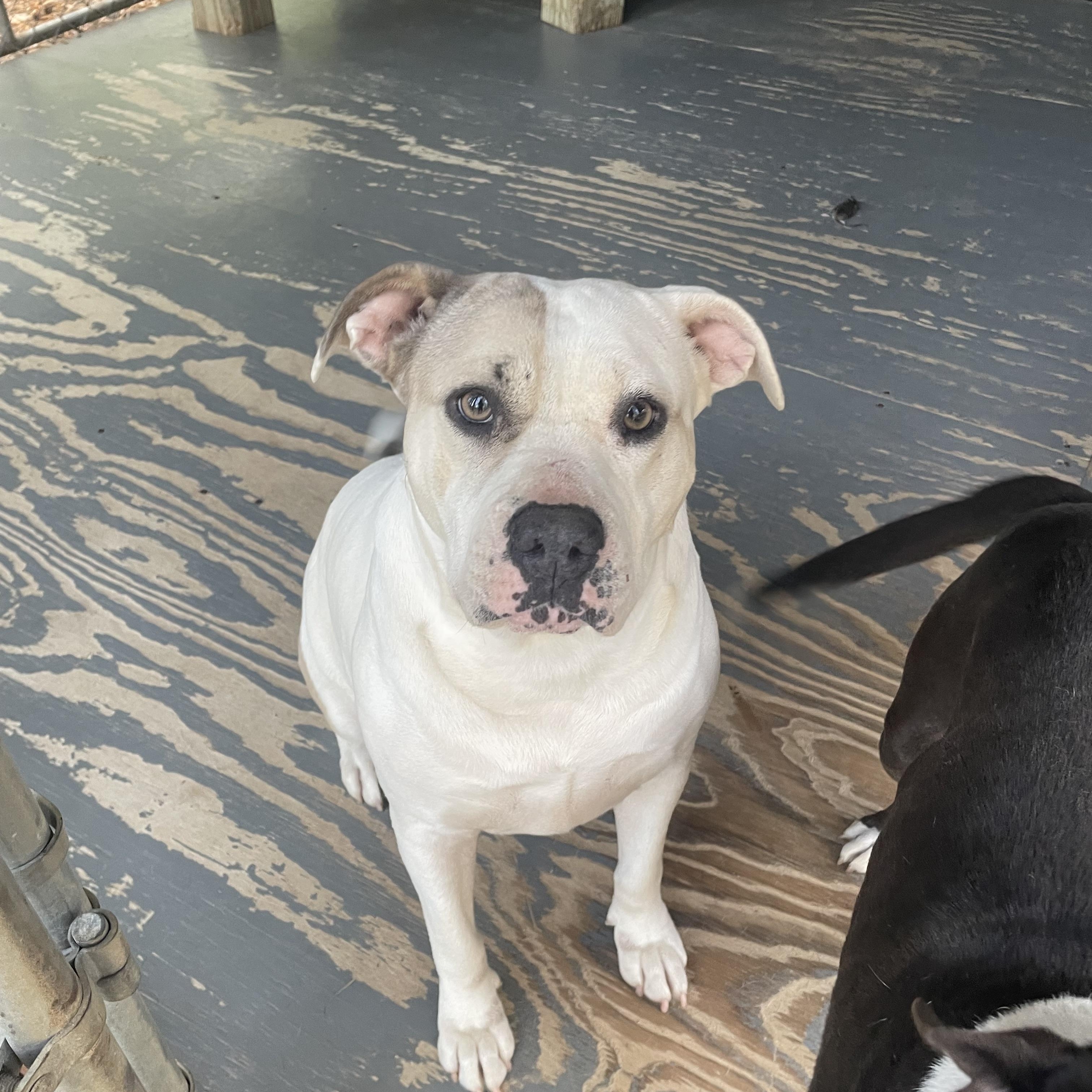 Enlarge Sea Star, a Adoptable mixed breed in Ruston, LA image 2/3