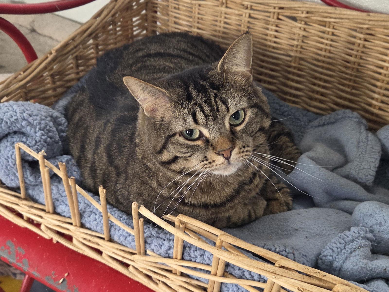 Ruffy, Adopted, Adult Male Domestic Short Hair.