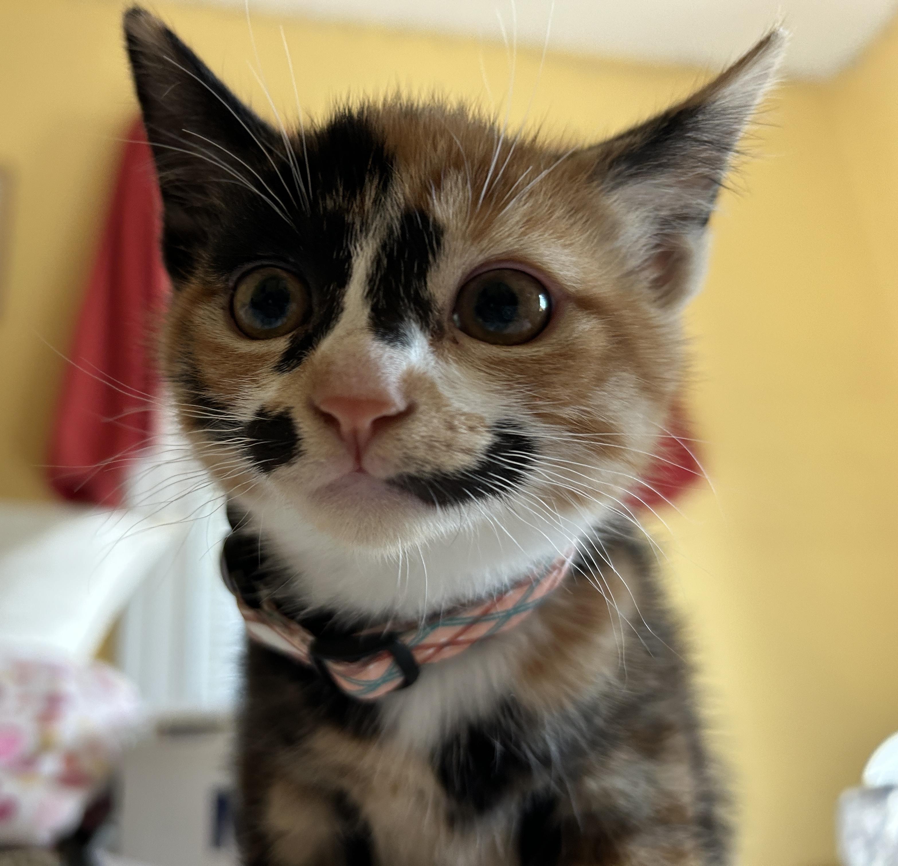 Danika, a Adopted mixed breed in Havertown, PA image 1/6