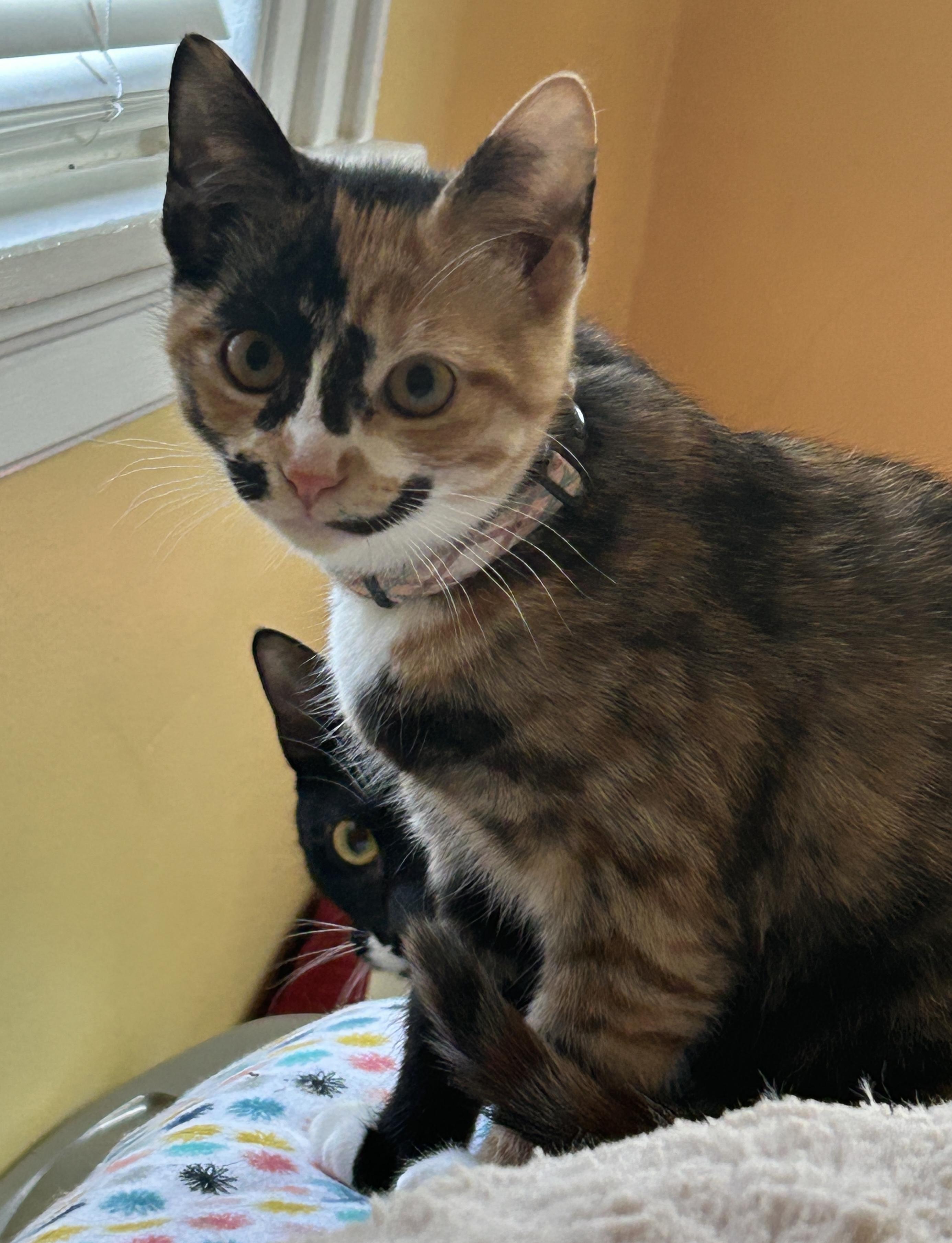 Danika, a Adopted mixed breed in Havertown, PA image 5/6
