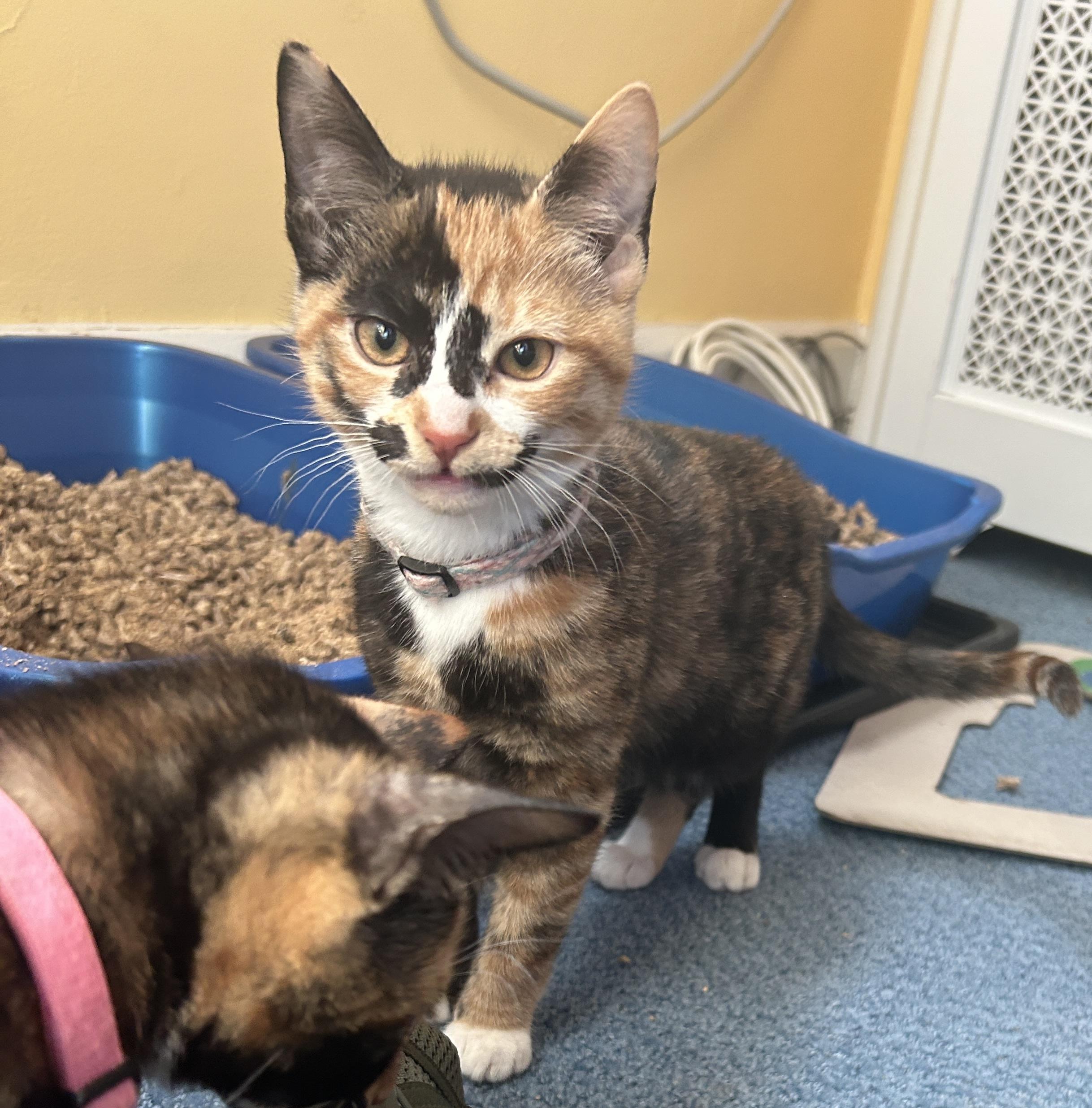 Danika, a Adopted mixed breed in Havertown, PA image 6/6
