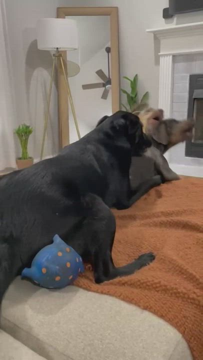 Enlarge Blue, a Adopted Catahoula Leopard Dog in Charleston, SC video 6/11