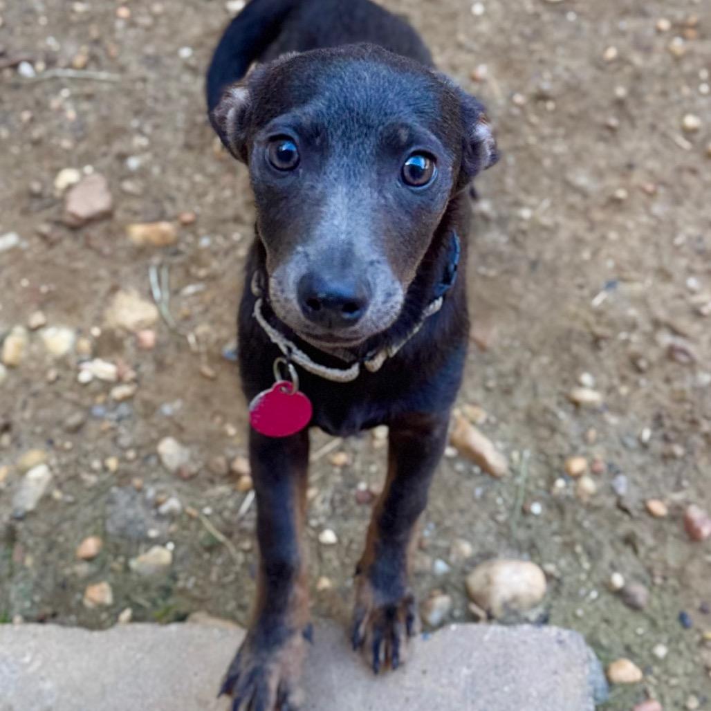 Enlarge Fleur, a Adoptable mixed breed in Fredericksburg, VA image 1/1