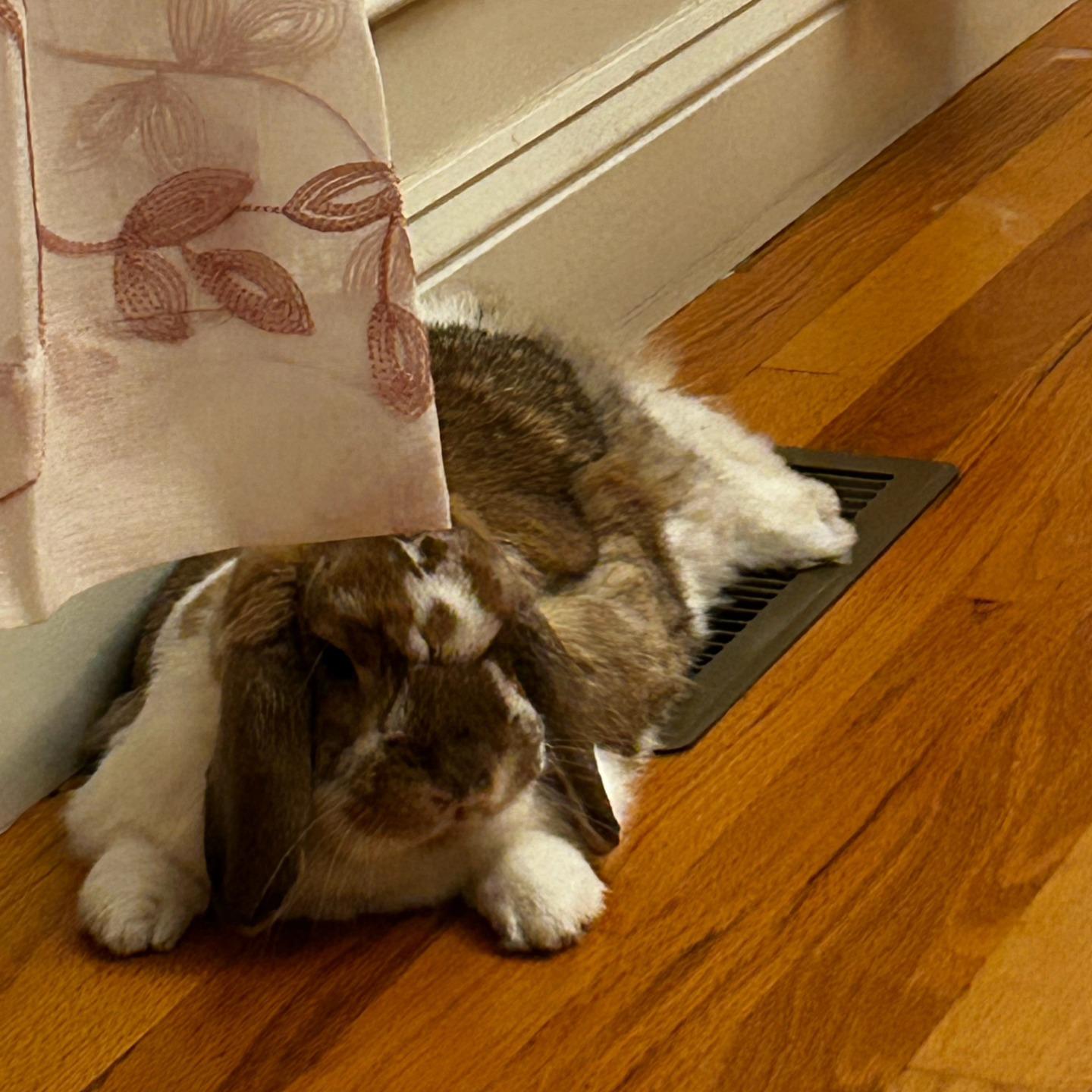 Jasper, a Adopted Holland Lop in Seymour, CT image 1/2