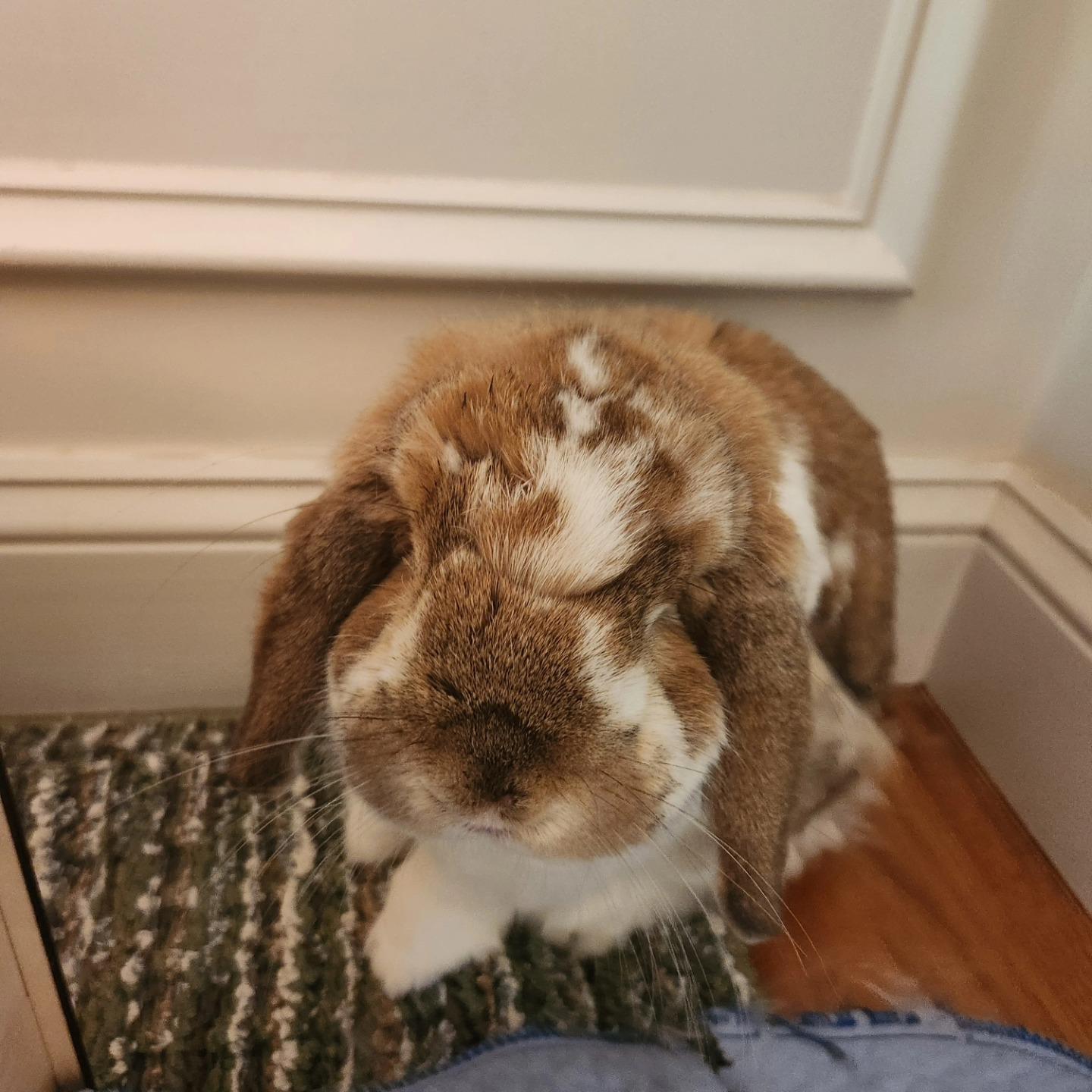 Jasper, a Adopted Holland Lop in Seymour, CT image 2/2
