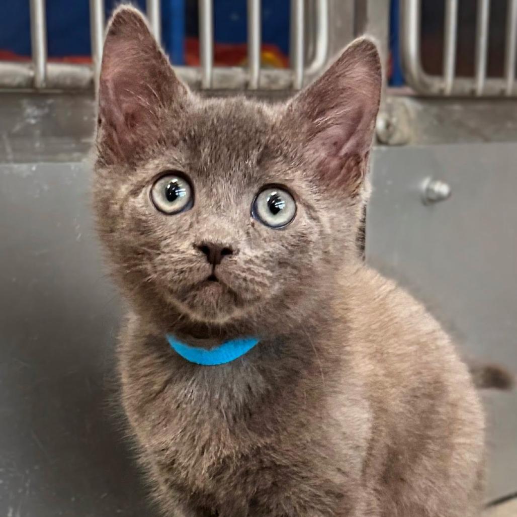 Bear (Blue), Adoptable, Kitten Male Domestic Short Hair.