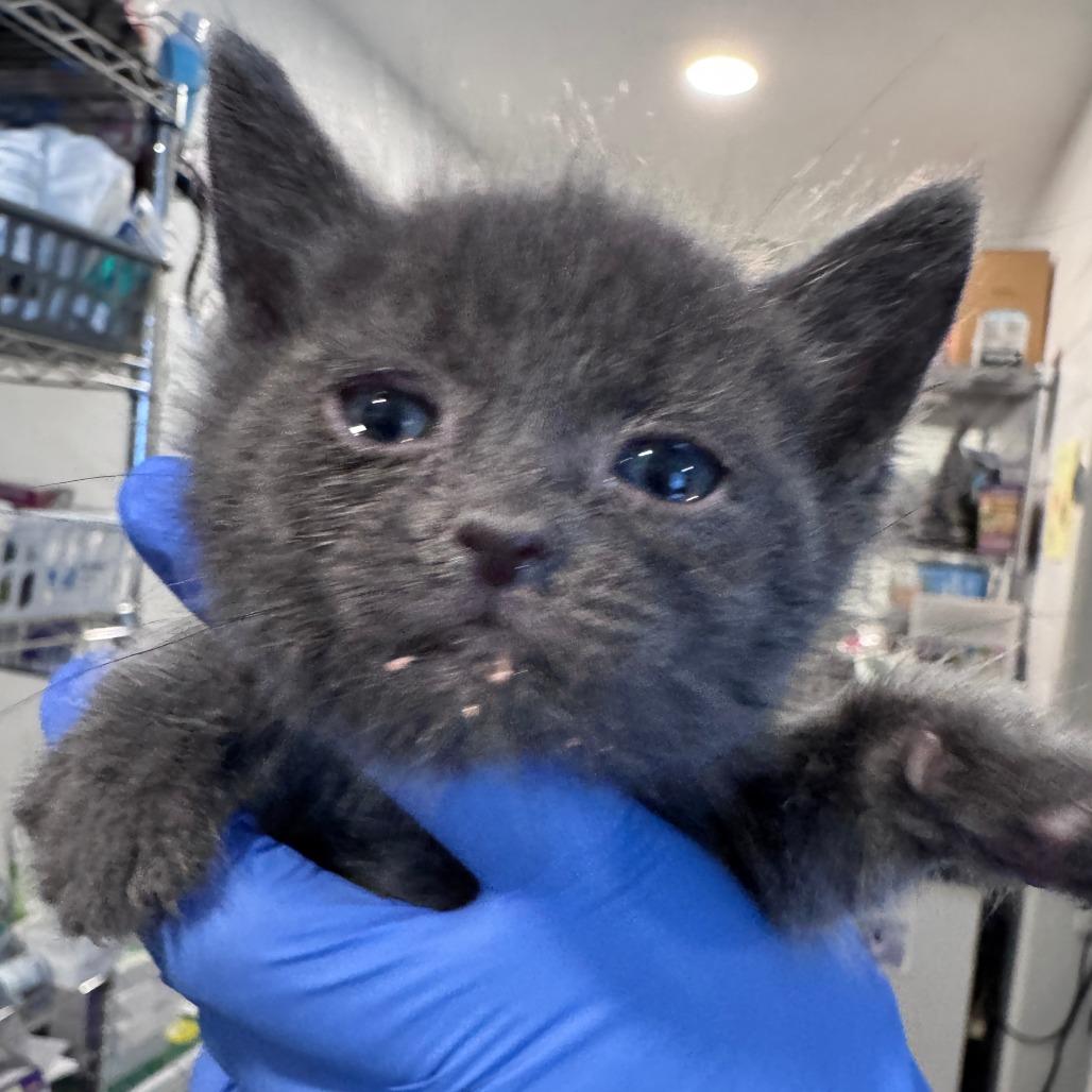 Enlarge Bear  (Blue), a Adoptable Domestic Short Hair in Talent, OR image 2/2