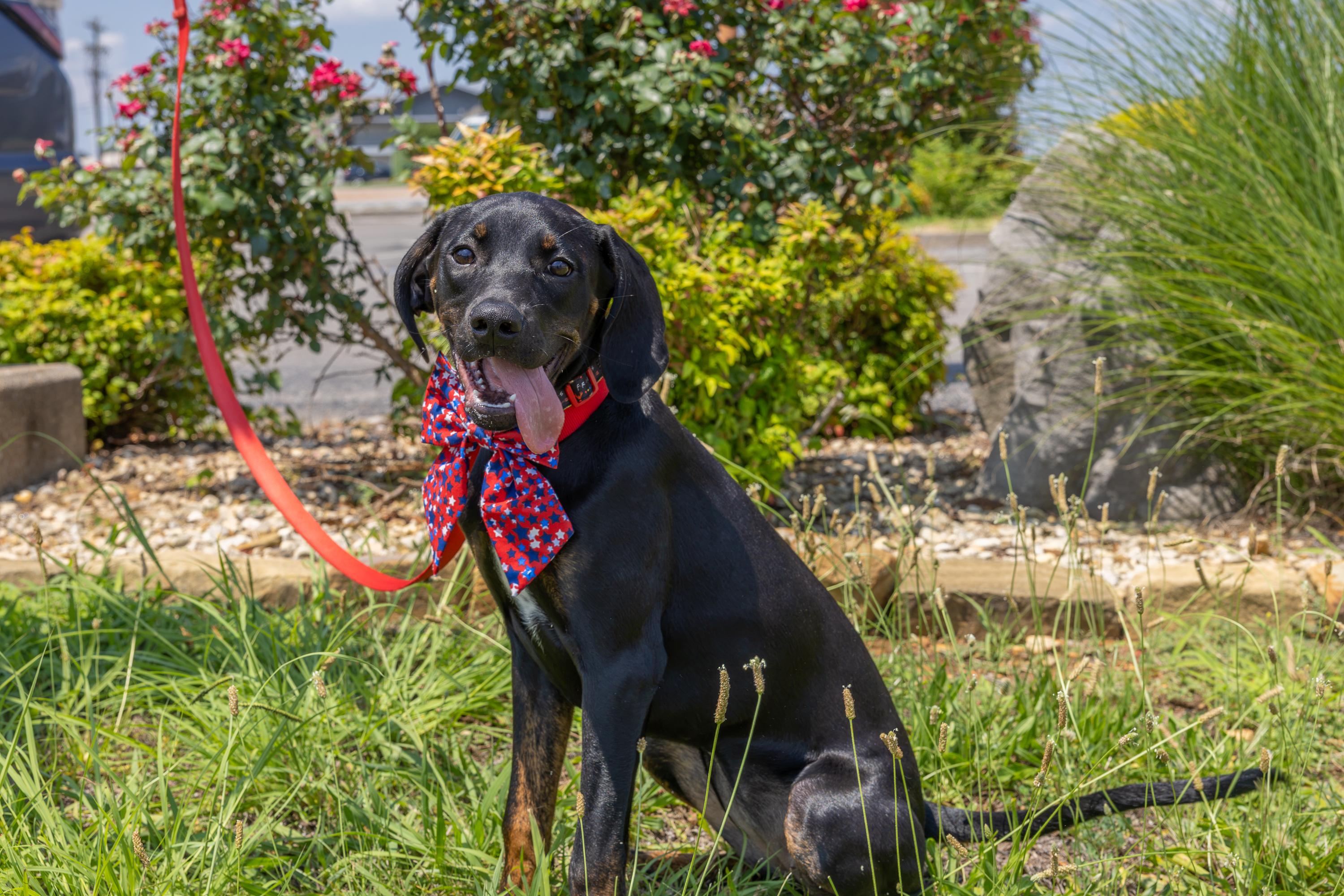 Clover, a ADOPTABLE mixed breed in Murray, KY image 2/6