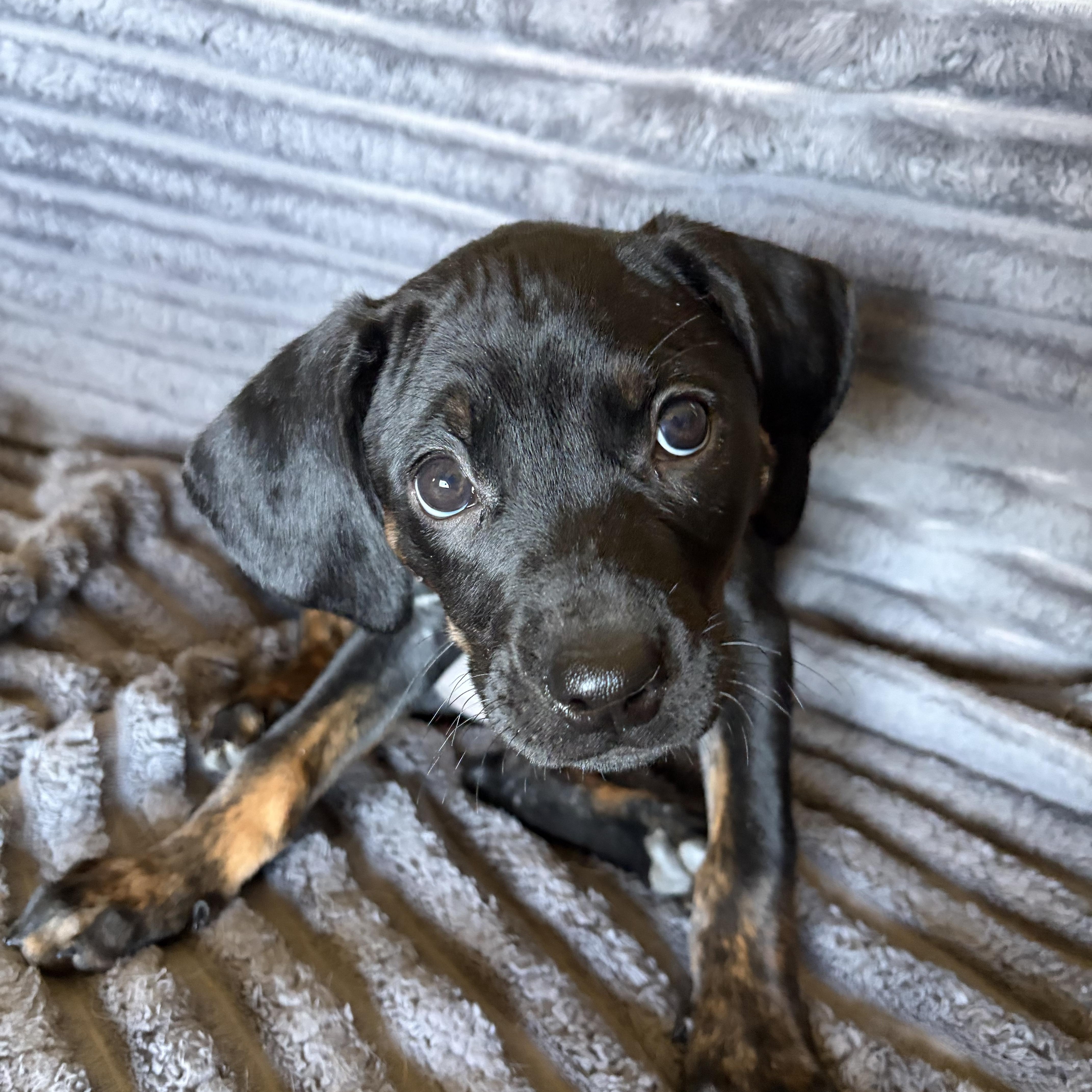 Clover, ADOPTABLE, Puppy Female Labrador Retriever & Hound.