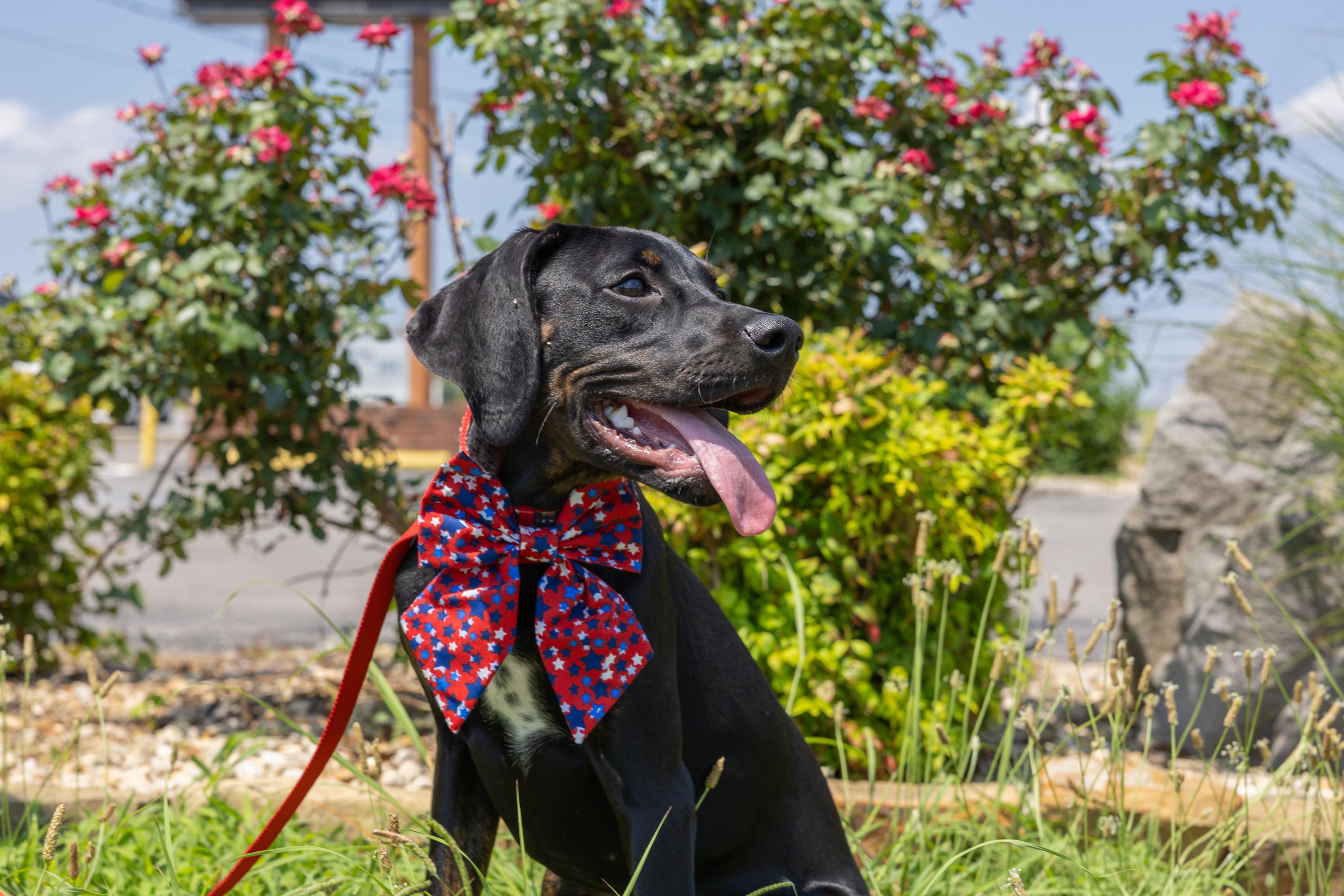 Clover, a ADOPTABLE mixed breed in Murray, KY image 3/6