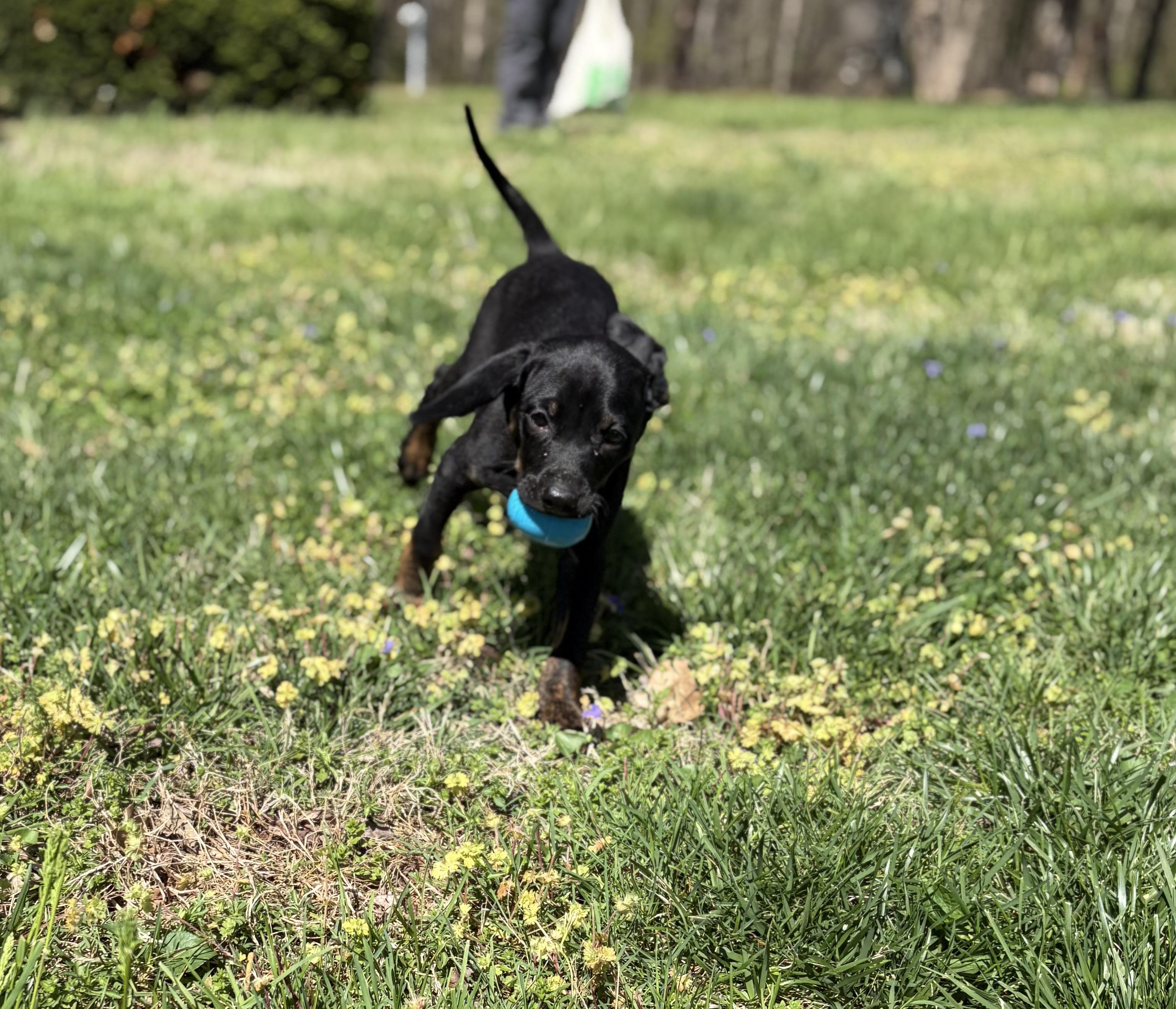 Enlarge Clover, a ADOPTABLE mixed breed in Murray, KY image 3/6
