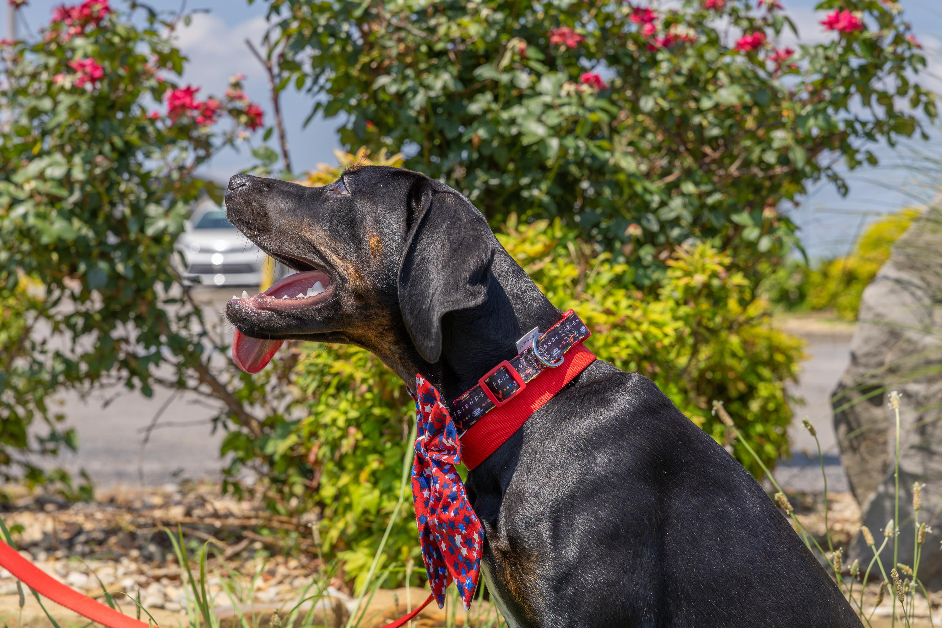 Clover, a ADOPTABLE mixed breed in Murray, KY image 6/6