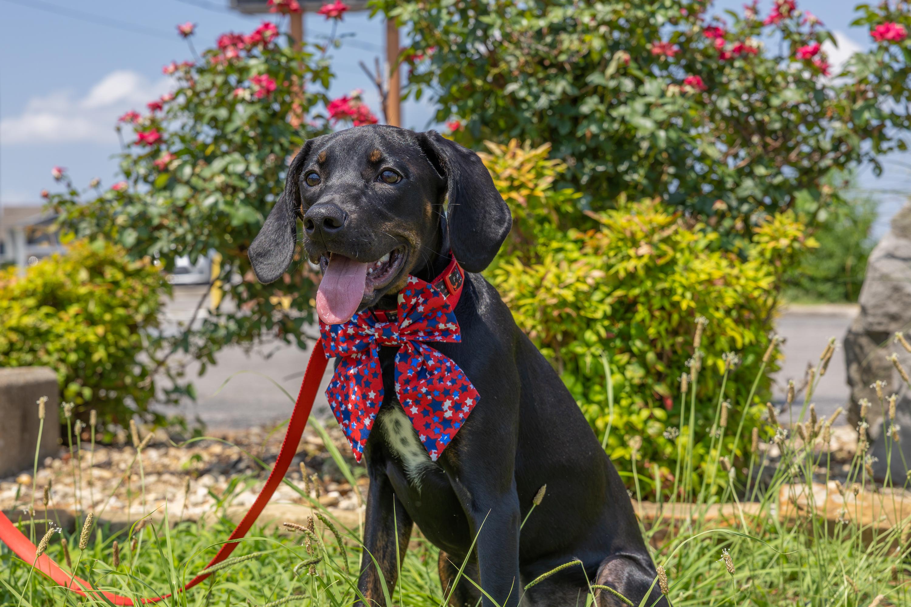 Clover, a ADOPTABLE mixed breed in Murray, KY image 1/6