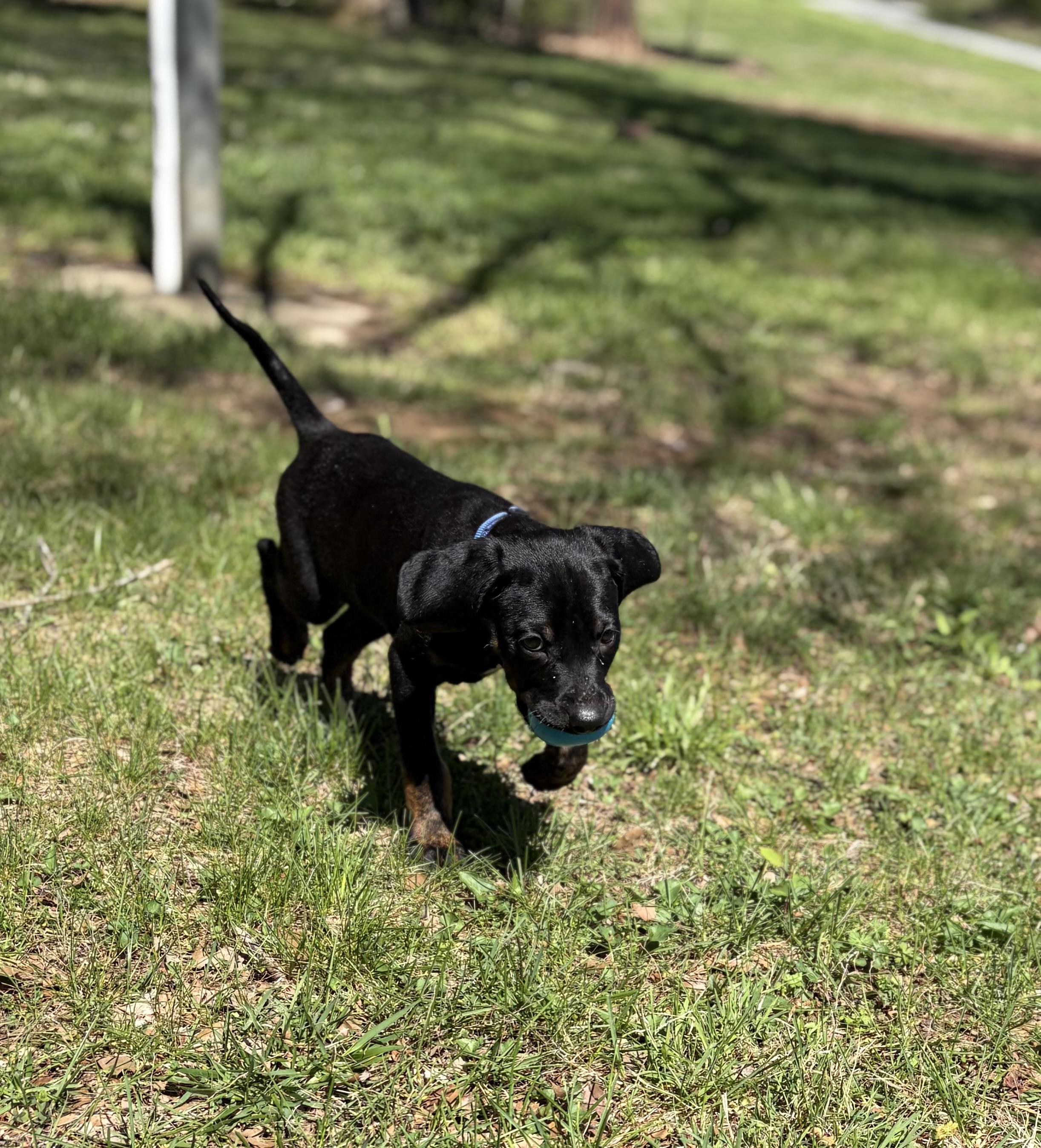Enlarge Clover, a ADOPTABLE mixed breed in Murray, KY image 5/6