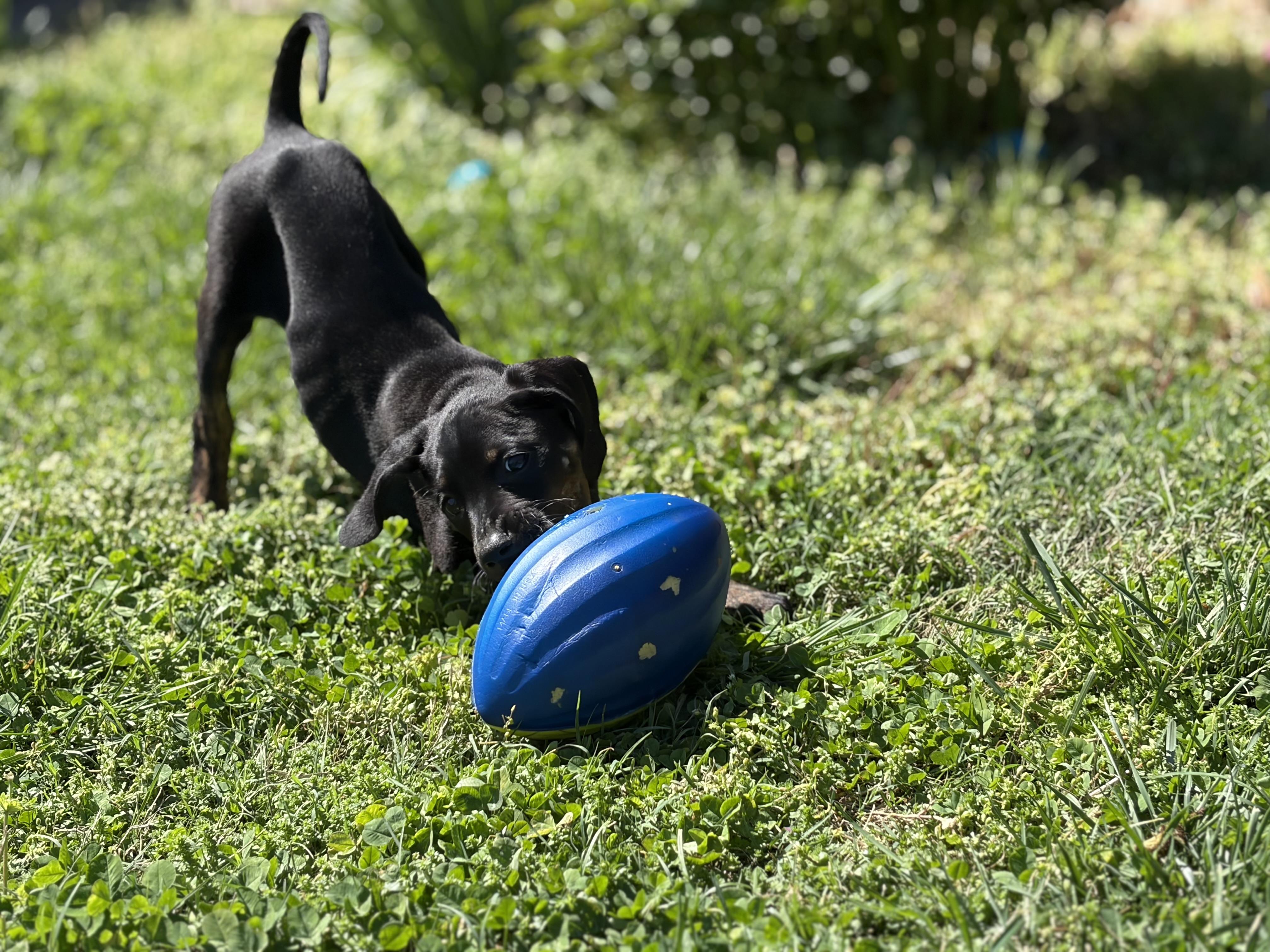 Enlarge Clover, a ADOPTABLE mixed breed in Murray, KY image 2/6