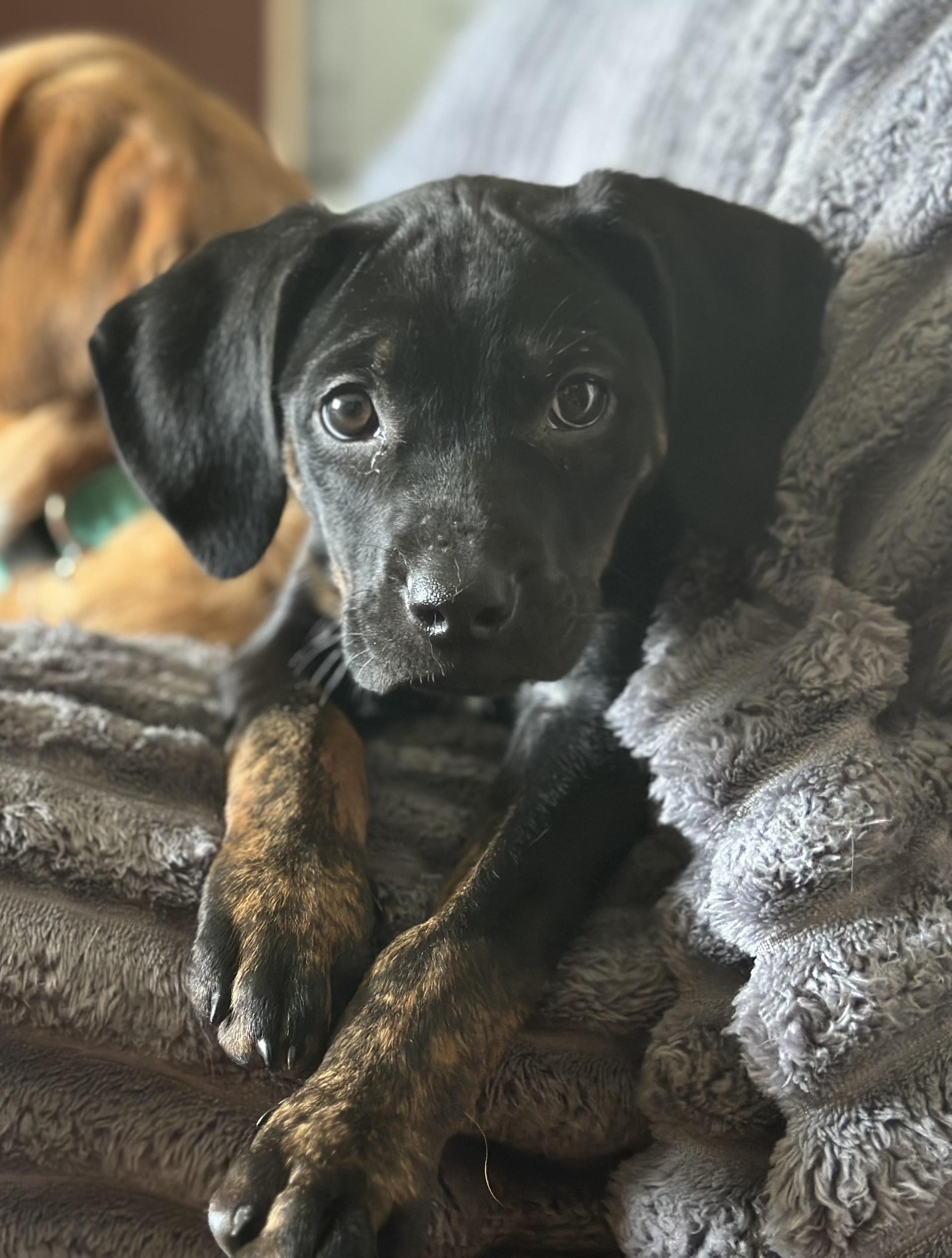 Enlarge Clover, a ADOPTABLE mixed breed in Murray, KY image 1/6