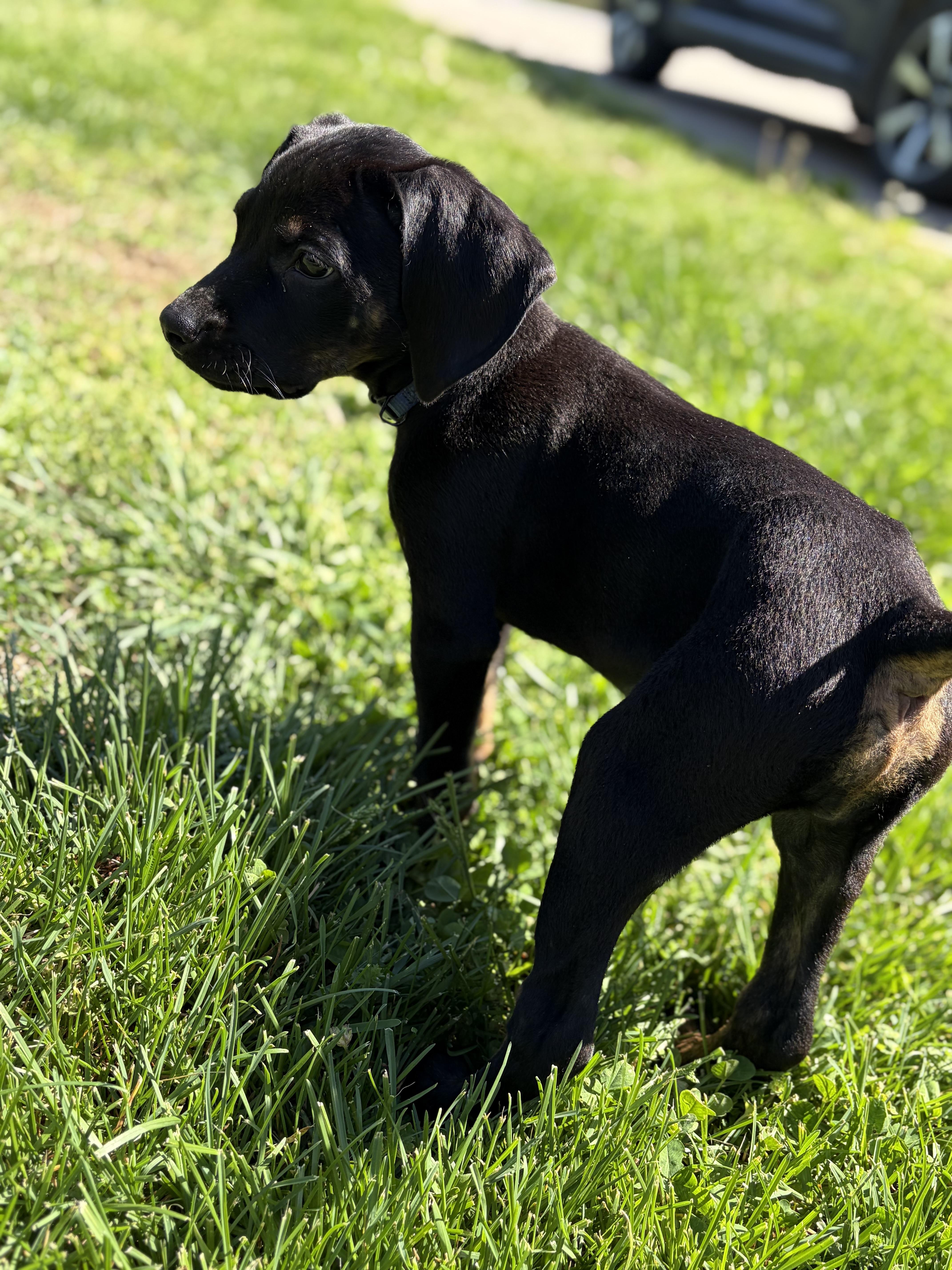 Enlarge Clover, a ADOPTABLE mixed breed in Murray, KY image 6/6