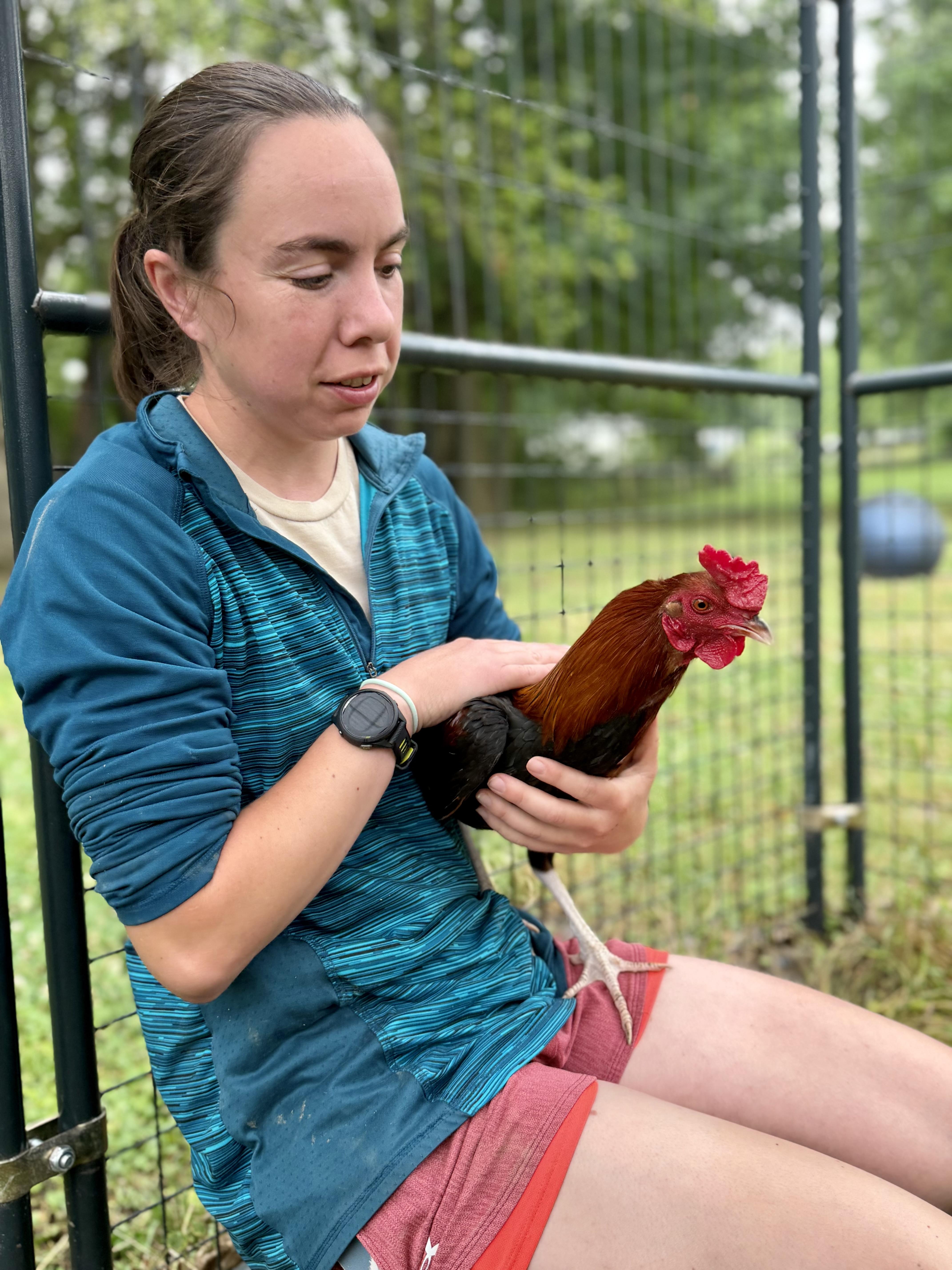 Enlarge Cecil, a Adoptable Chicken in Ravenna, OH image 2/3