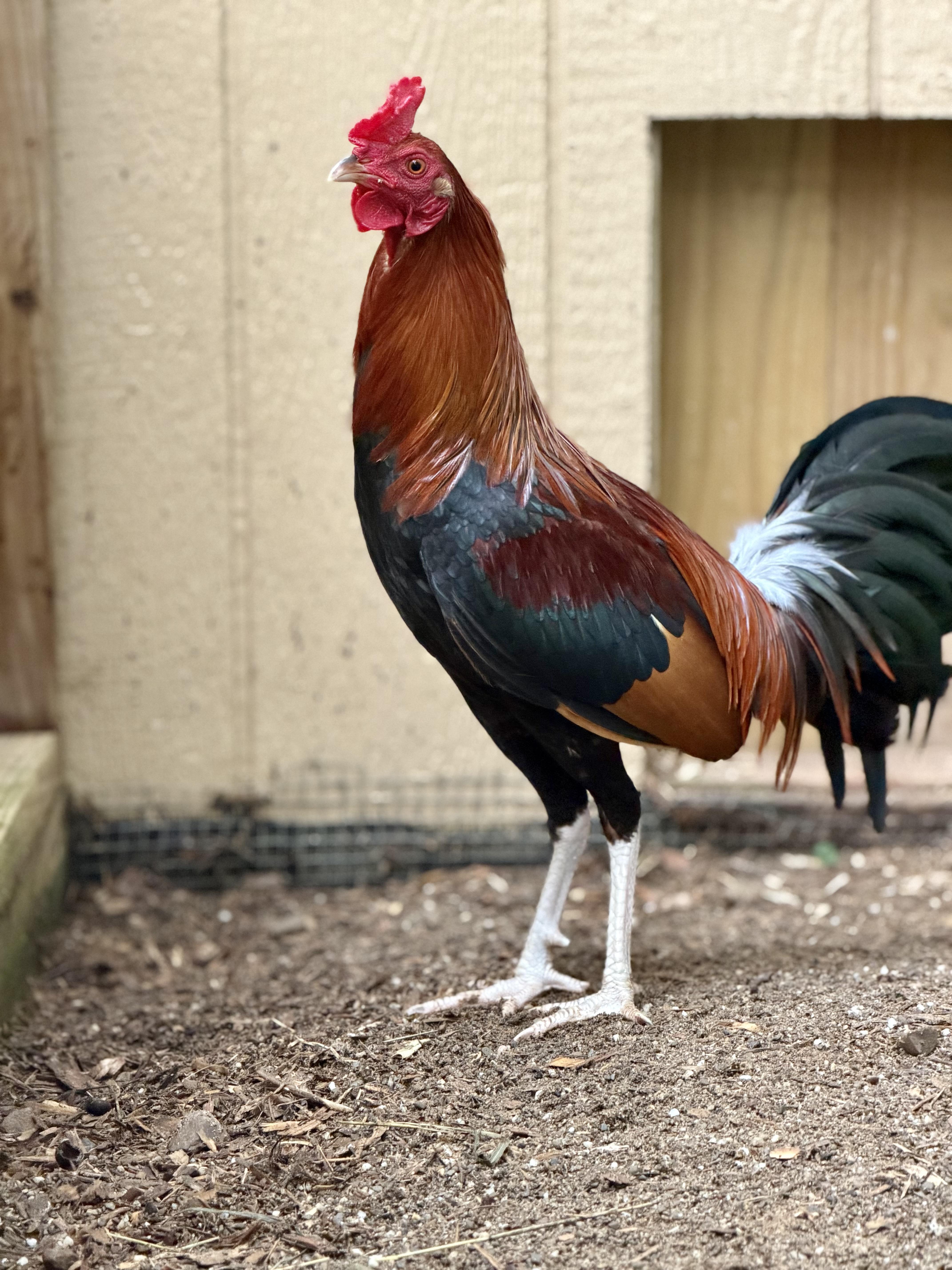 Enlarge Cecil, a Adoptable Chicken in Ravenna, OH image 1/3