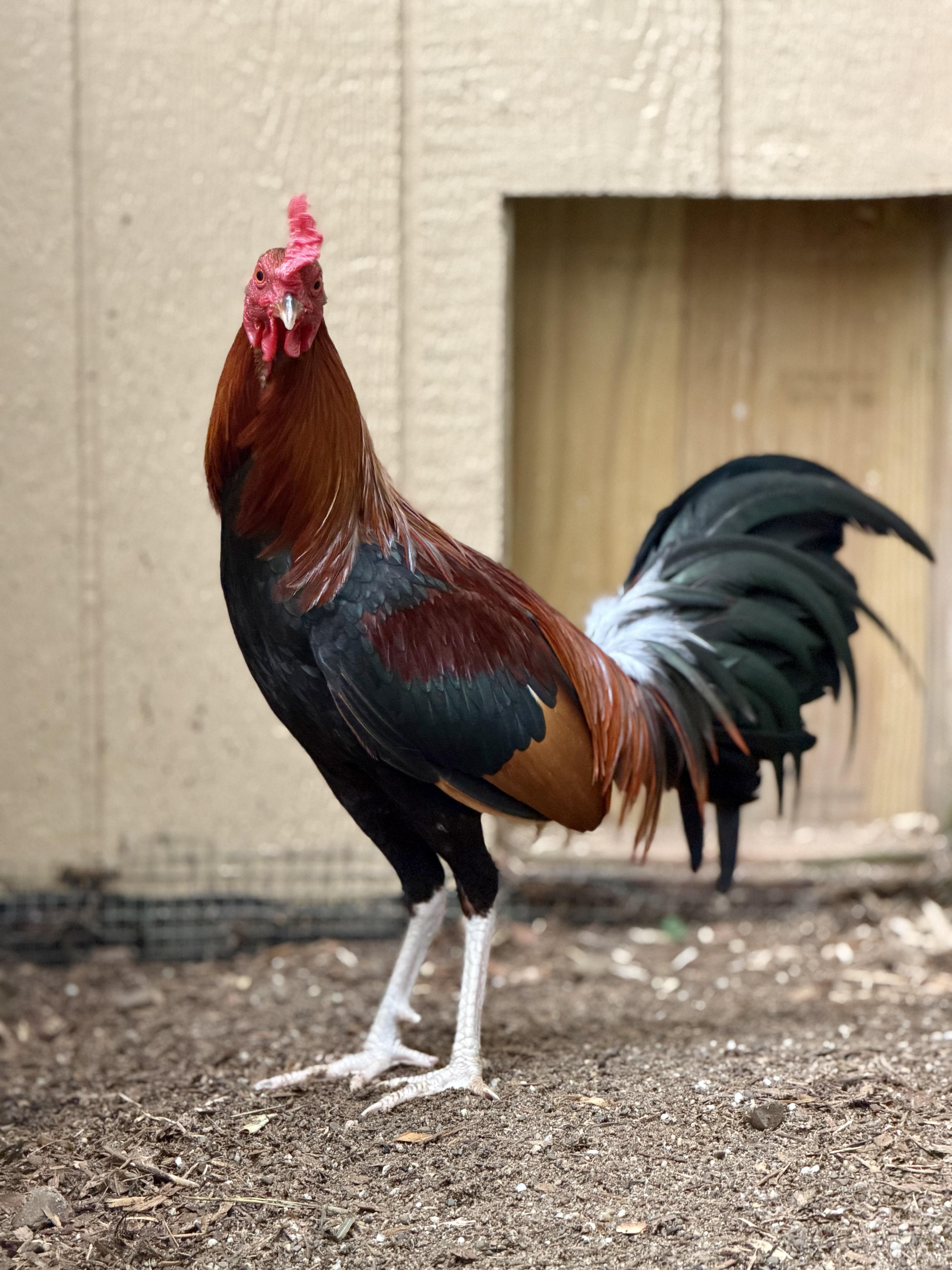 Enlarge Cecil, a Adoptable Chicken in Ravenna, OH image 3/3