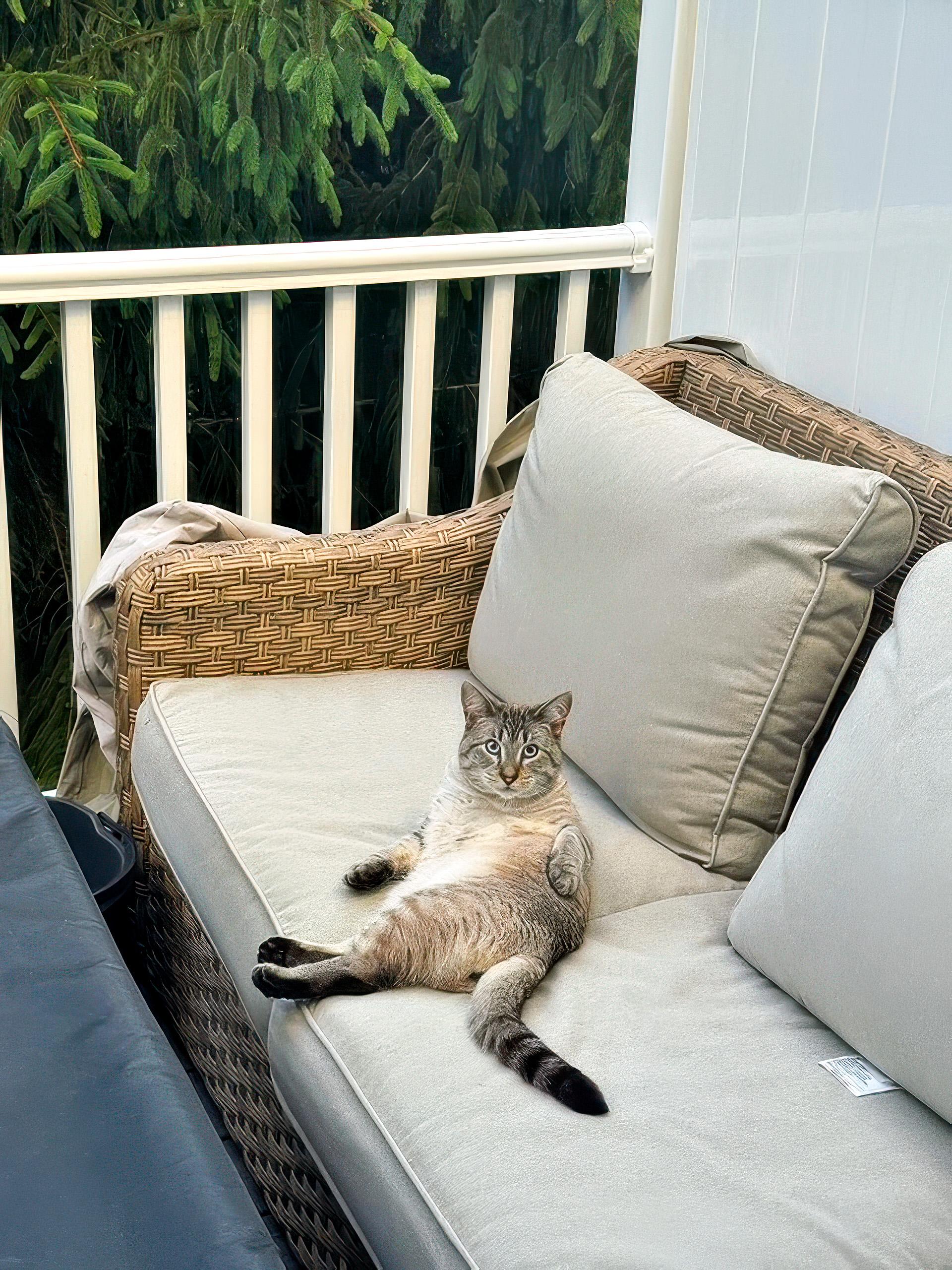 Scout, ADOPTABLE, Adult Male Domestic Short Hair.
