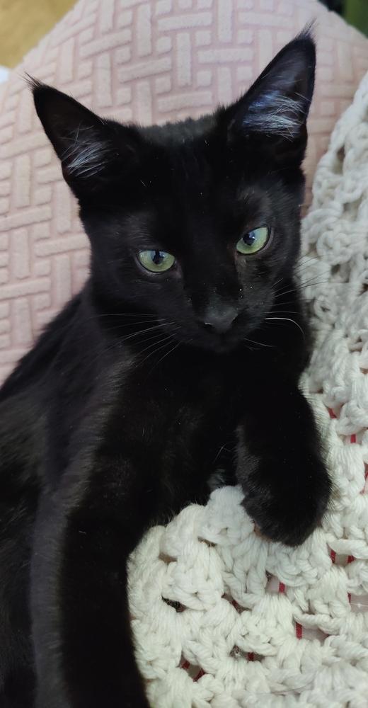 Carl, Adoptable, Kitten Male Domestic Short Hair.