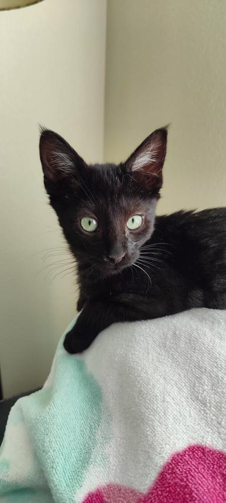 Enlarge Carl, a Adoptable mixed breed in Lafayette, CO image 2/5