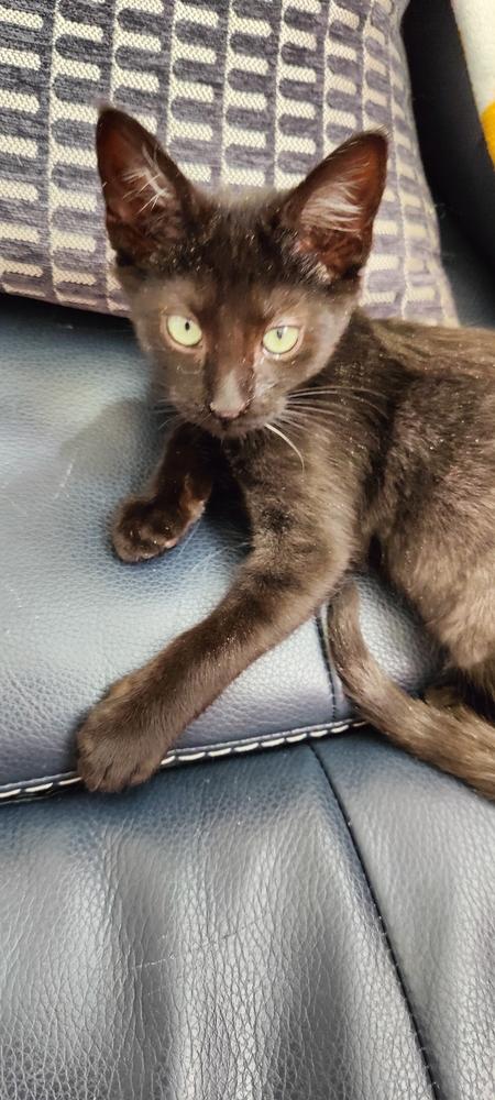 Enlarge Carl, a Adoptable mixed breed in Lafayette, CO image 5/5