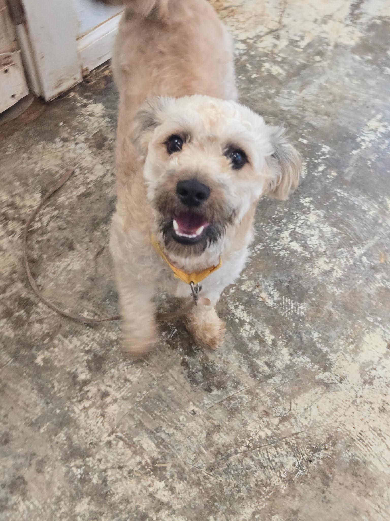 Prince, Adoptable, Young Male Shih Tzu.
