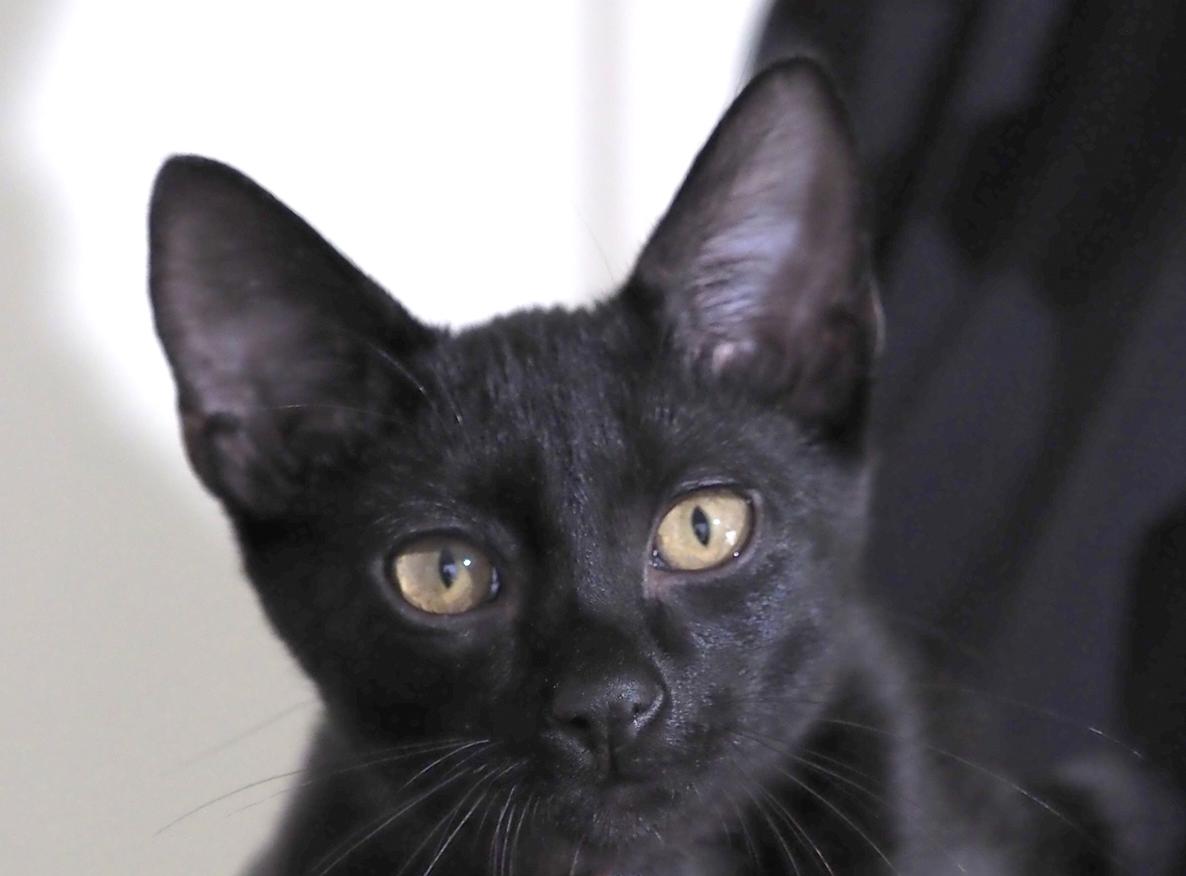 Enlarge TAKODA BALDWIN, a ADOPTABLE Domestic Short Hair in Highland Park, NJ image 2/3