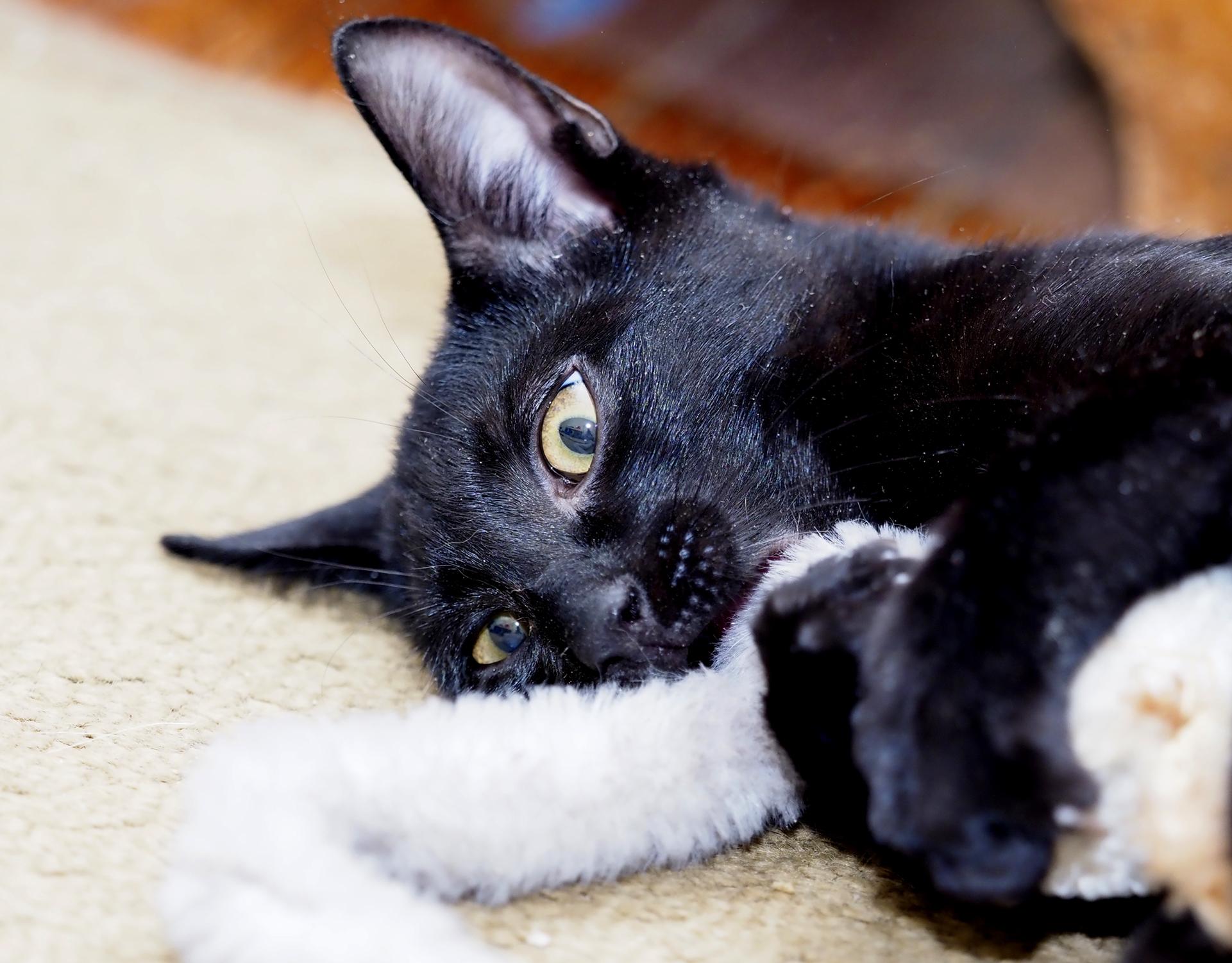 TAKODA BALDWIN, ADOPTABLE, Kitten Male Domestic Short Hair.