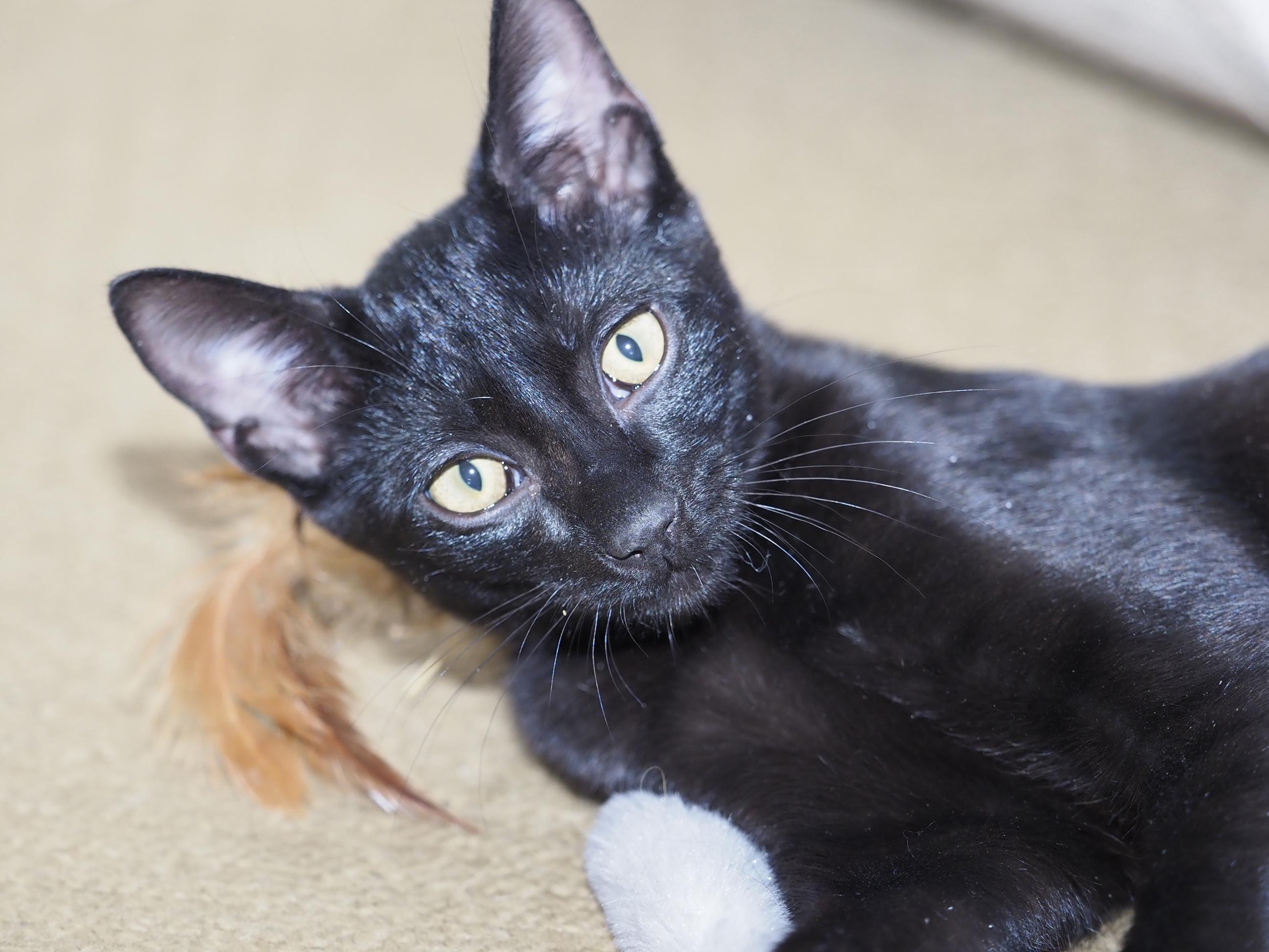 Enlarge TAKODA BALDWIN, a ADOPTABLE Domestic Short Hair in Highland Park, NJ image 3/3