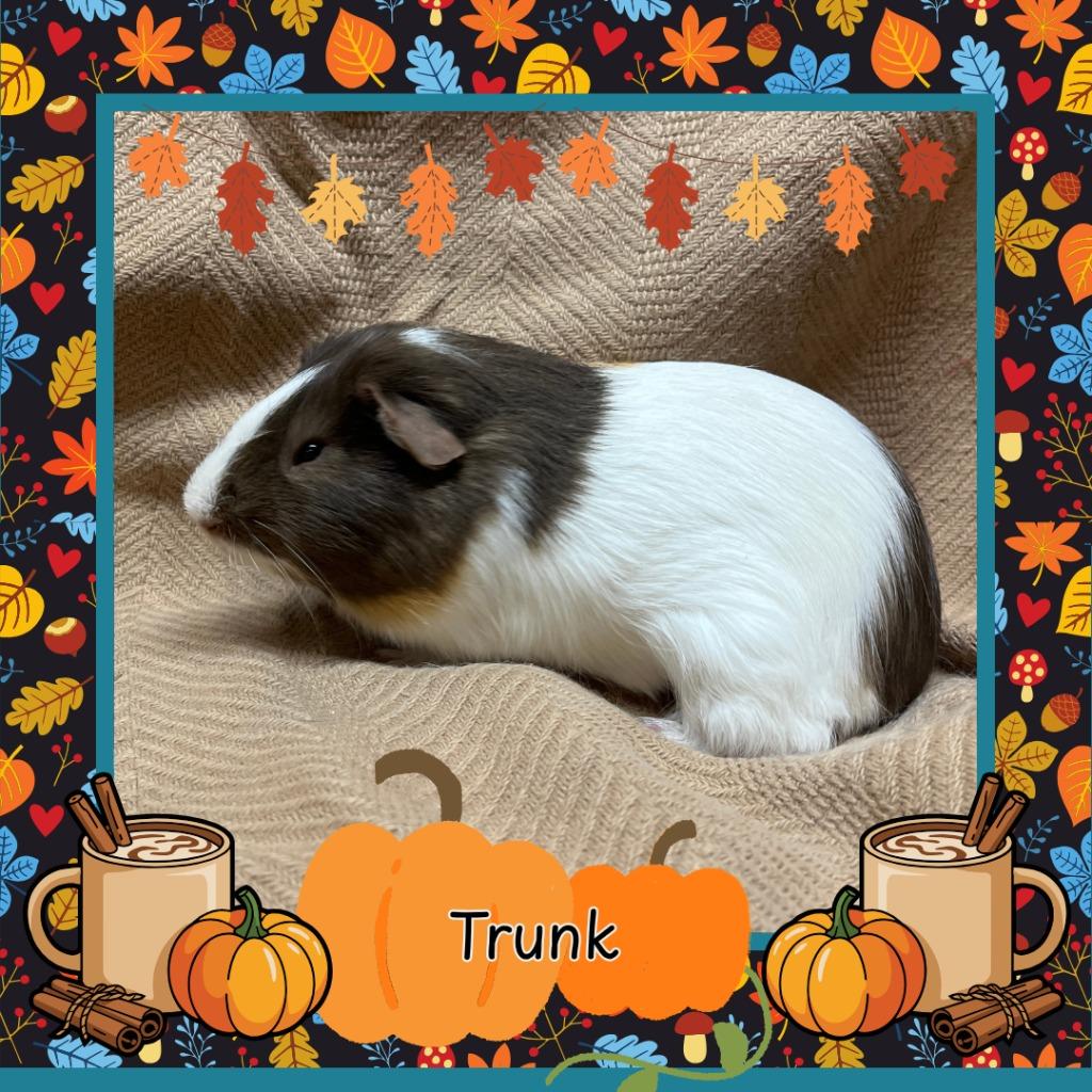 Enlarge Trunk, a Adoptable Guinea Pig in Elizabethtown, KY image 1/3